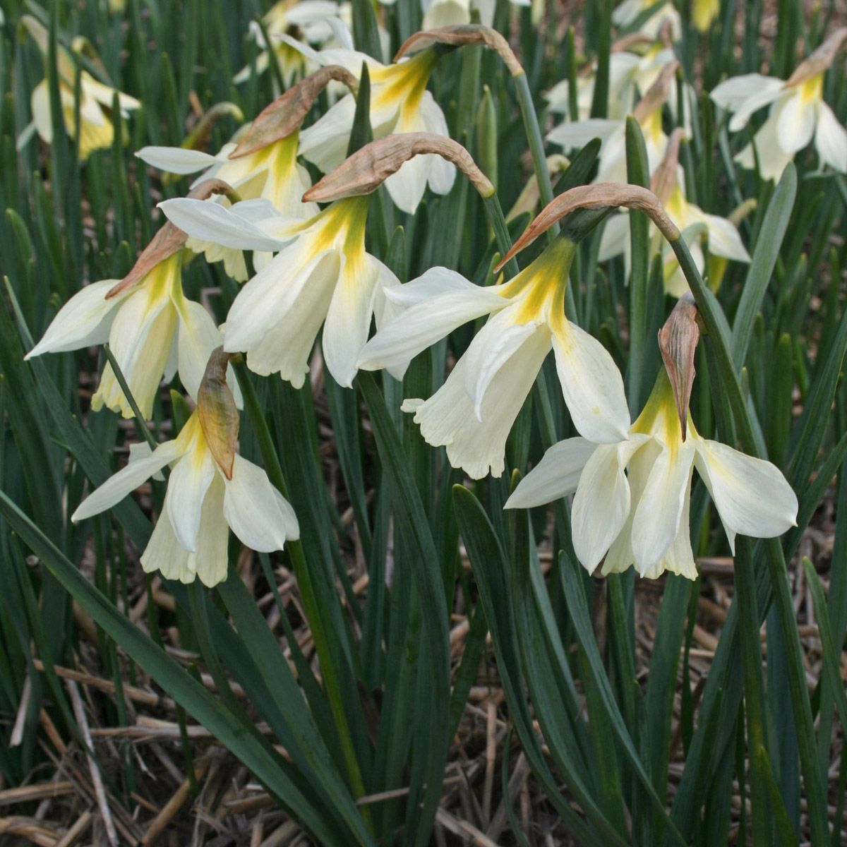 Narcissus moschatus