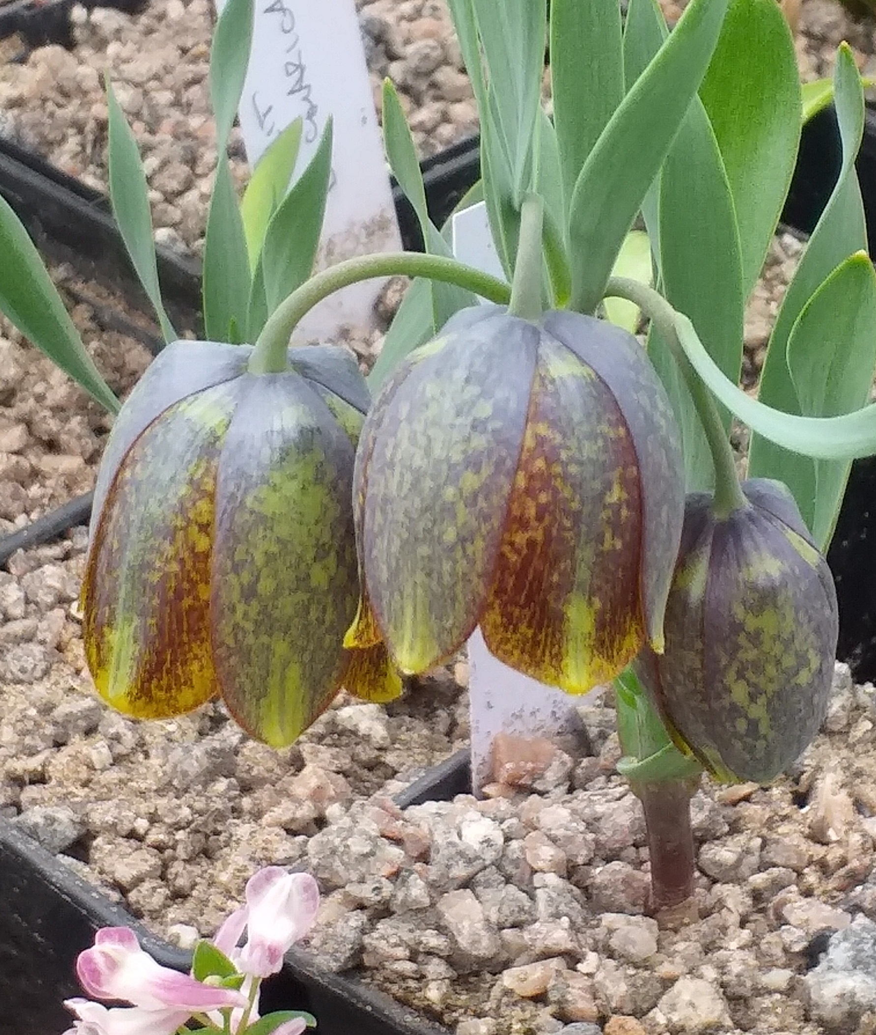 Fritillaria crassifolia