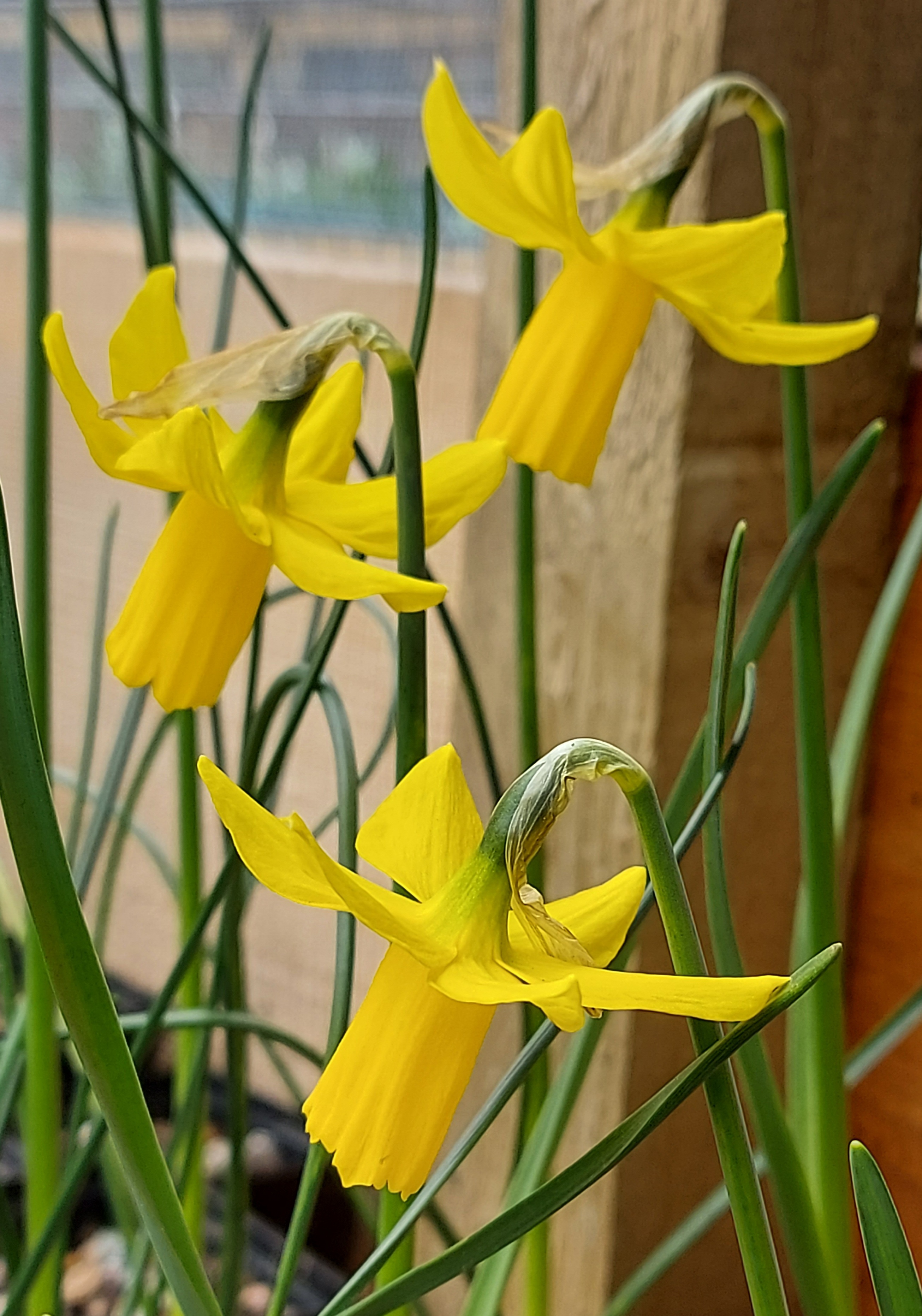 Narcissus Hummingbird