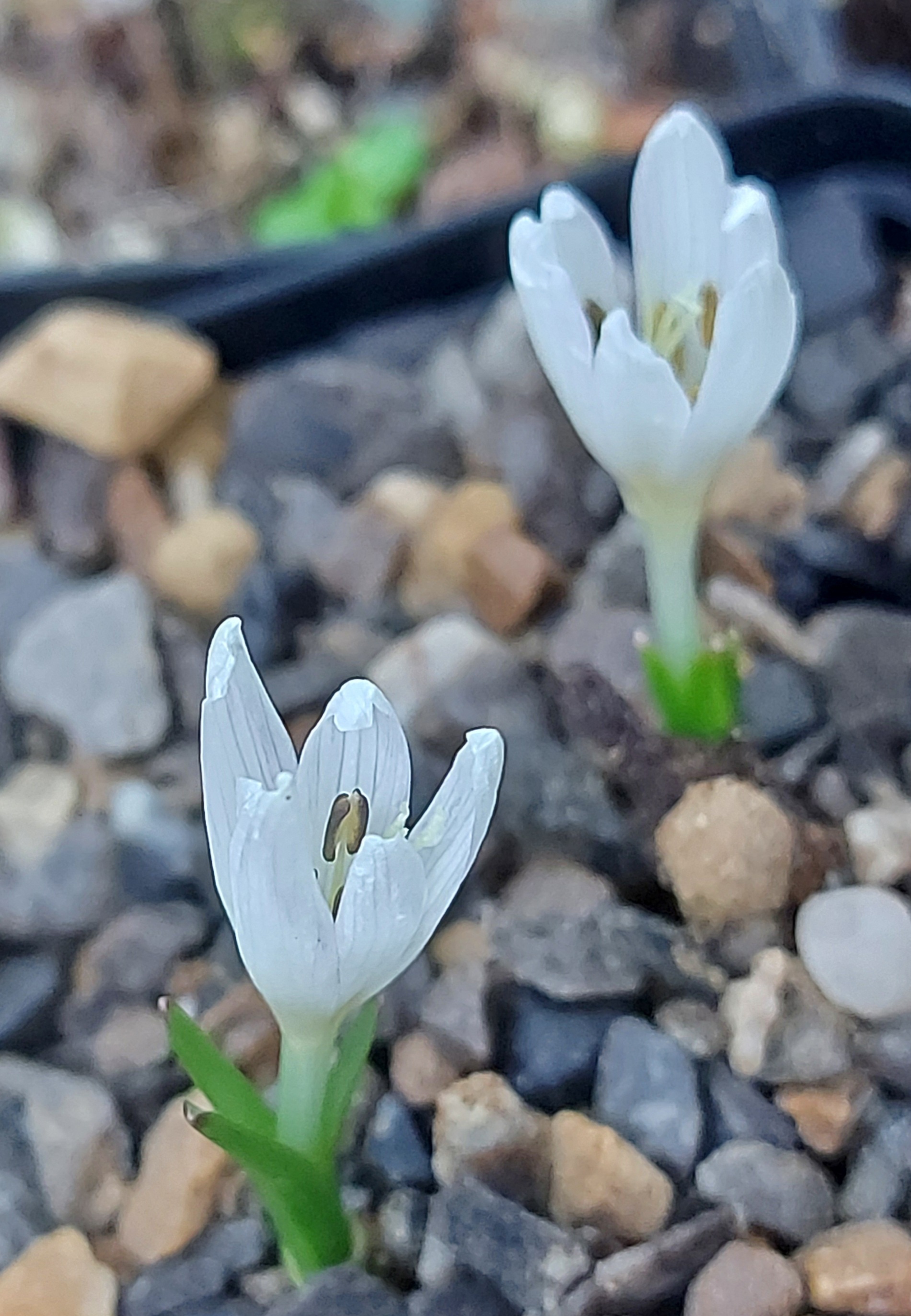 Colchicum munzurense