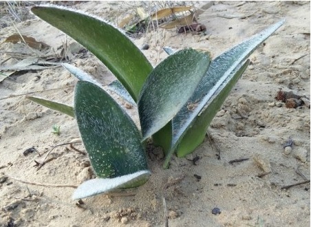 Haemanthus pubescens ssp pubescens