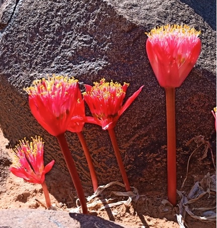 Haemanthus barkerae