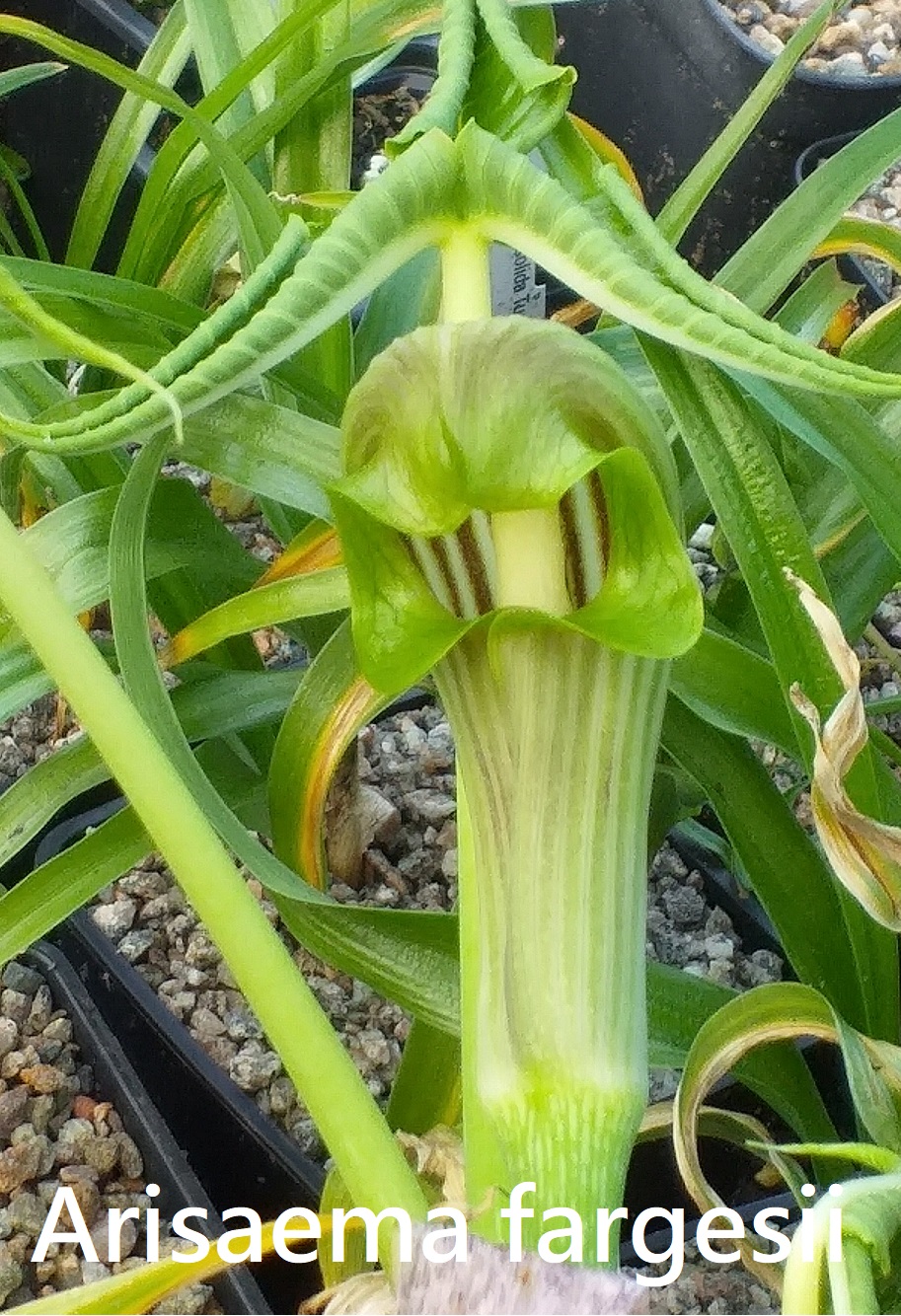 Arisaema fargesii