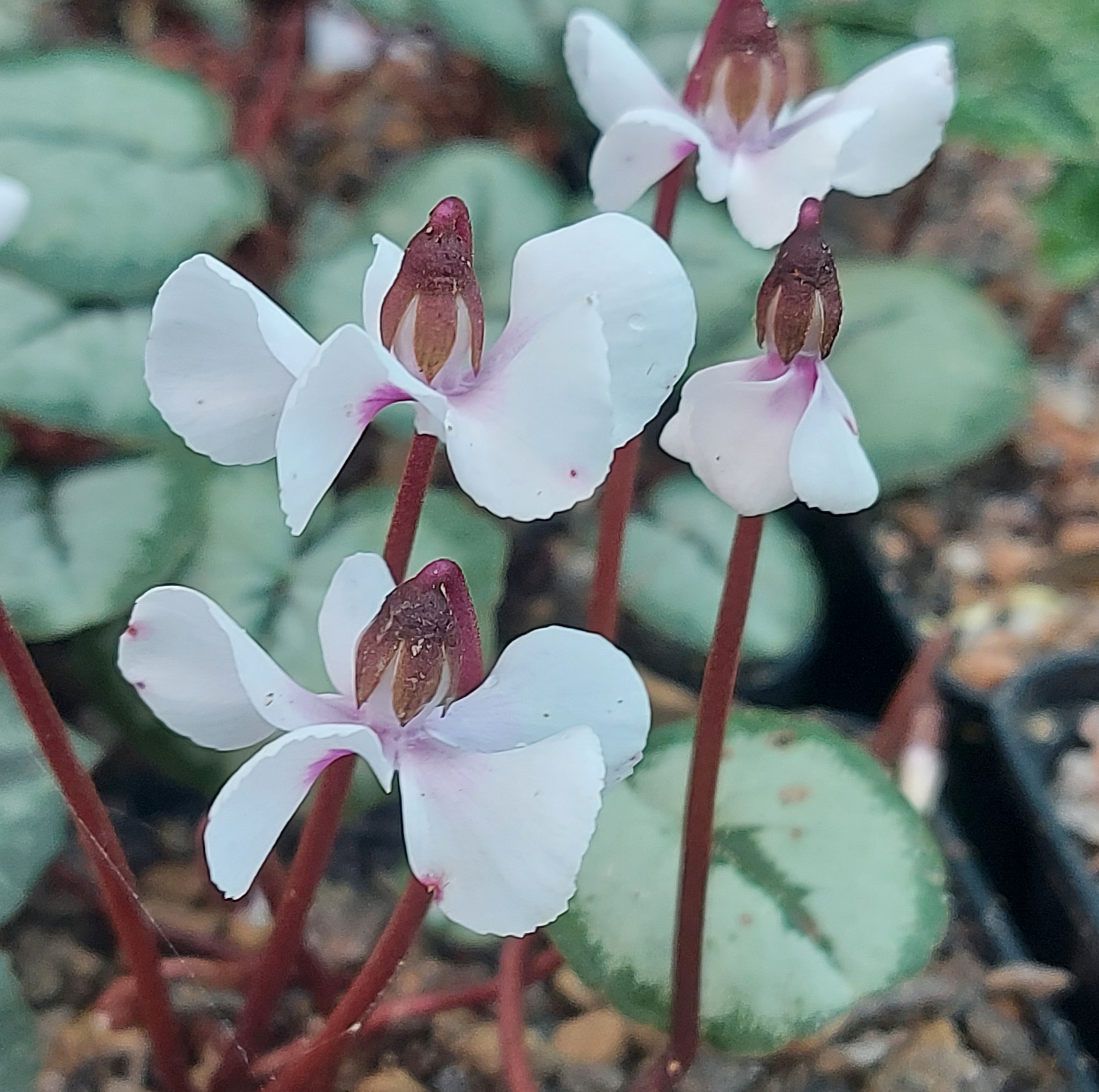 Cyclamen coum Maurice Dryden