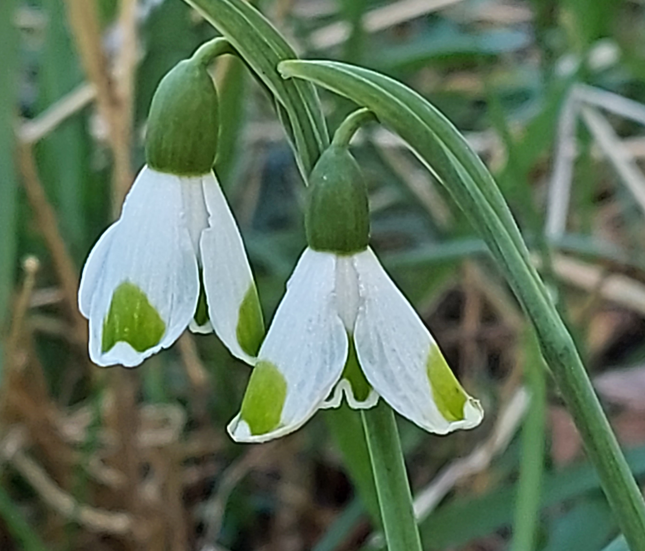 Galanthus Long John Silver