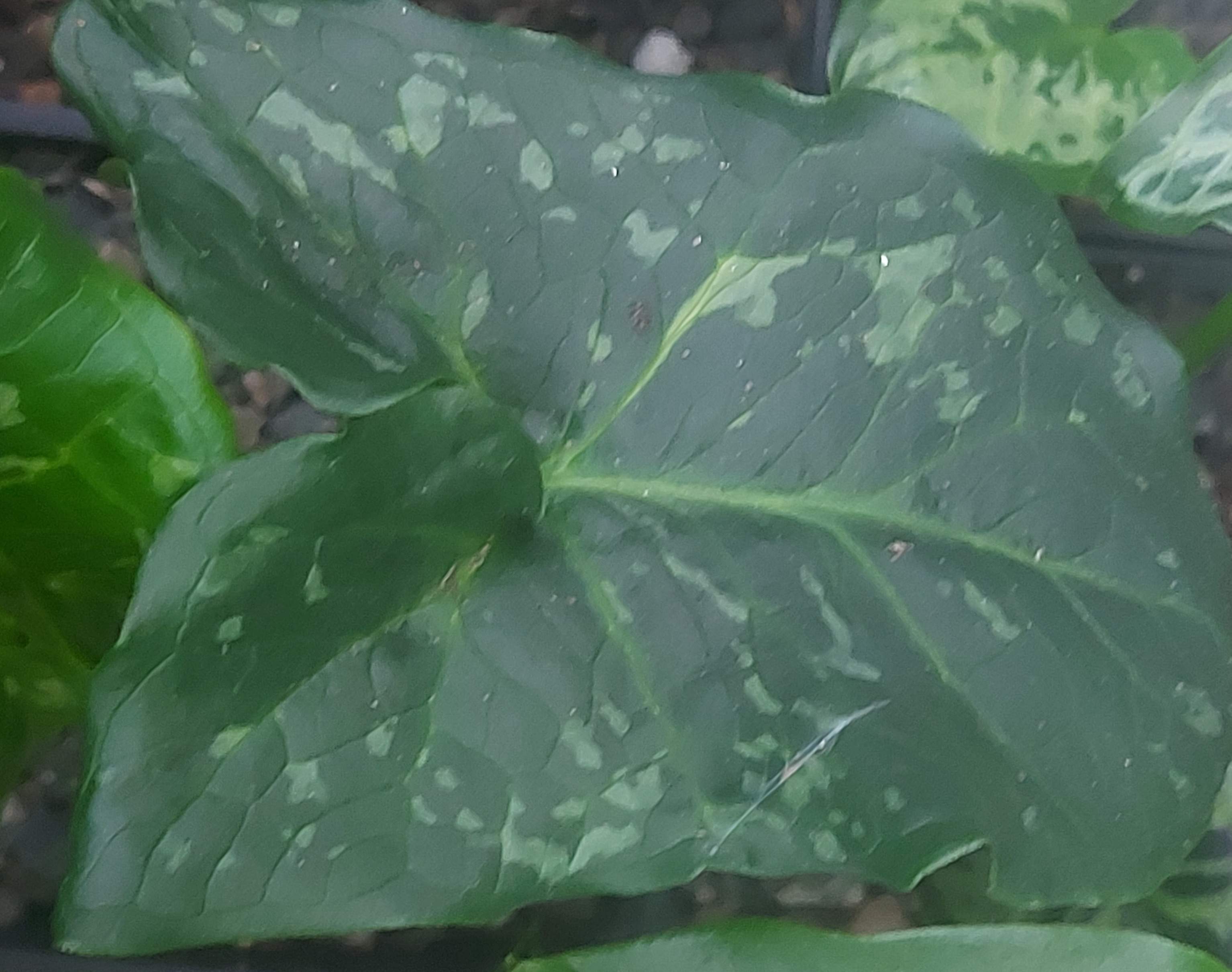 Arum italicum Eco Framed Picture