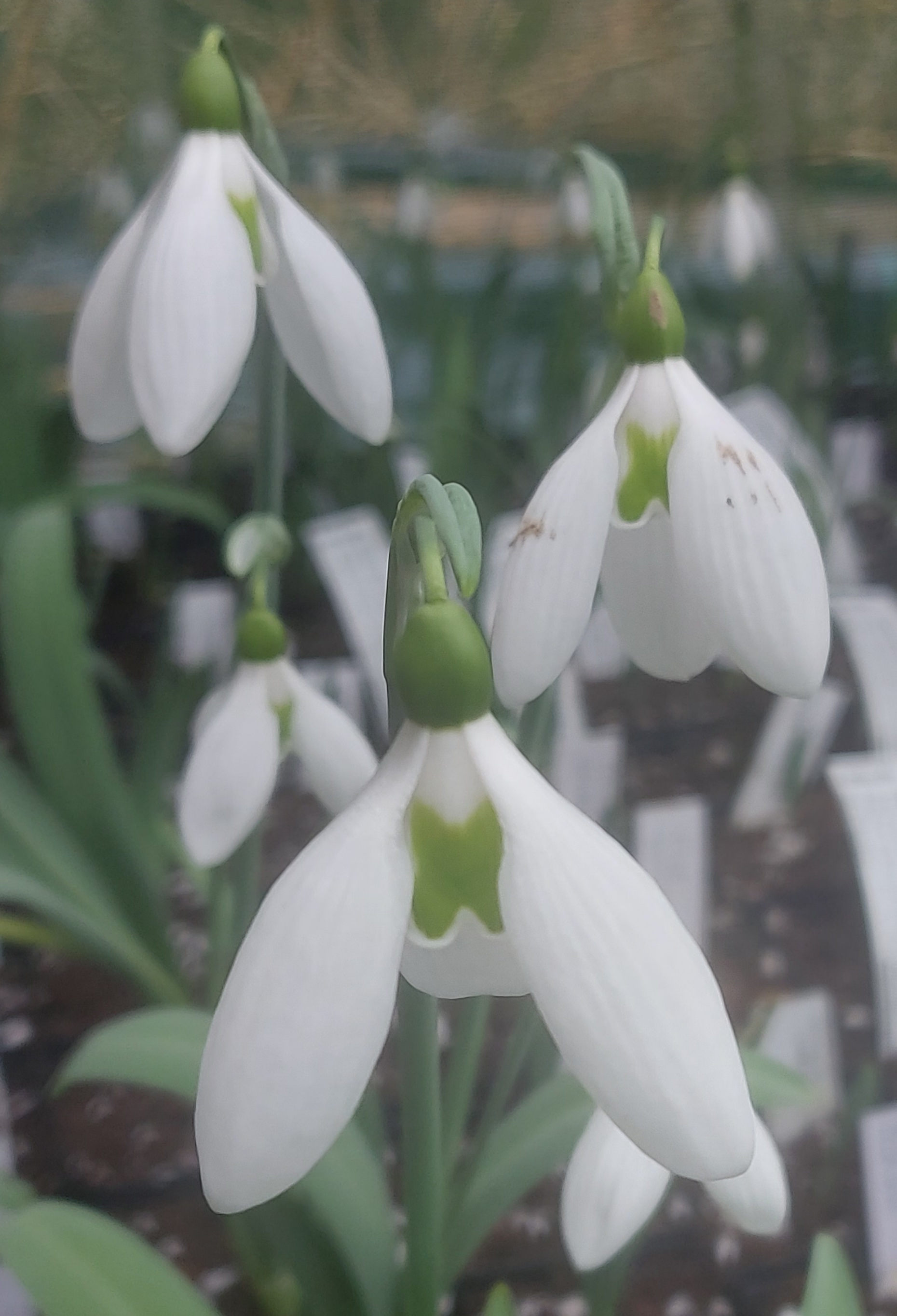 Galanthus Cicely Hall