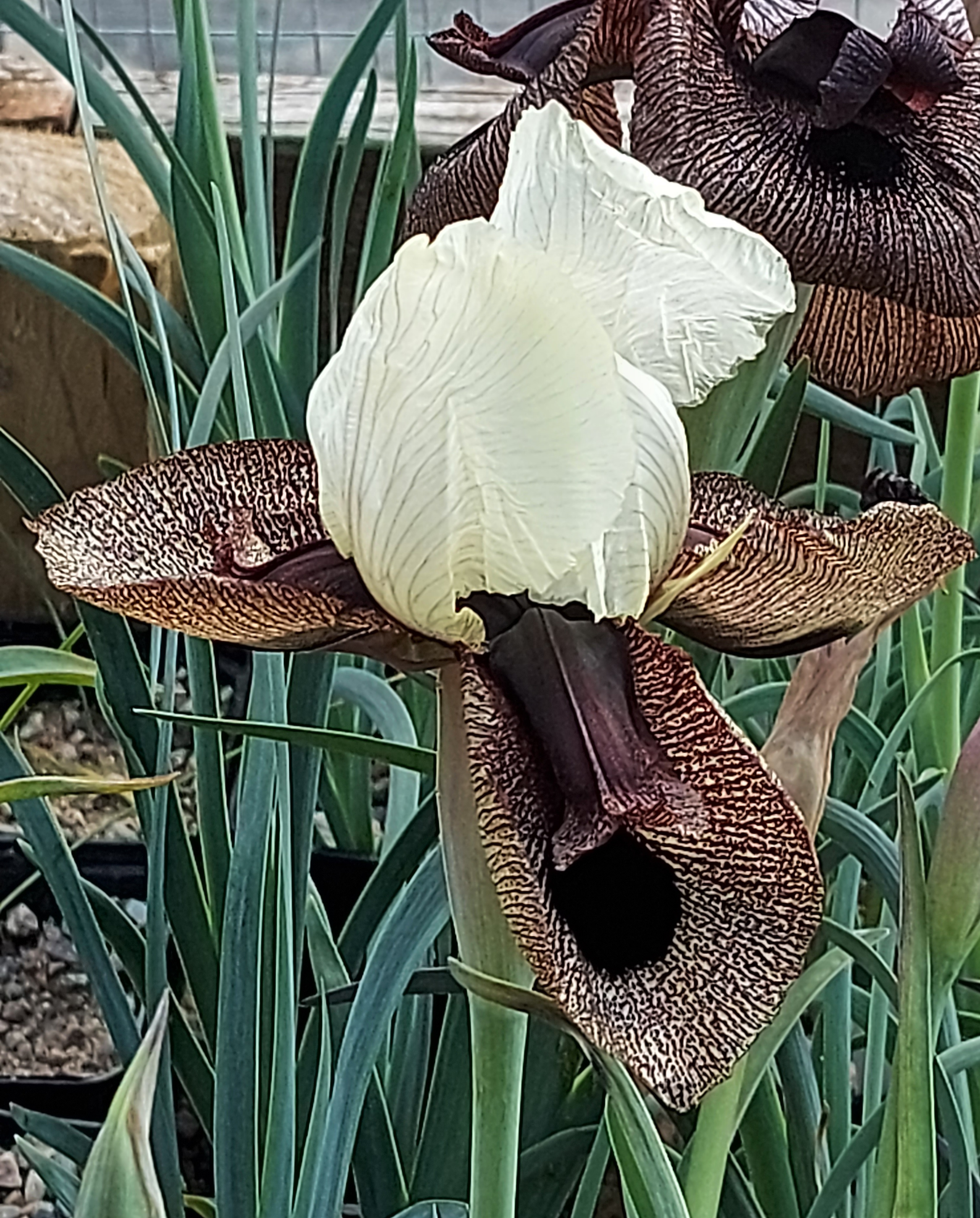 Iris iberica ssp elegantissima