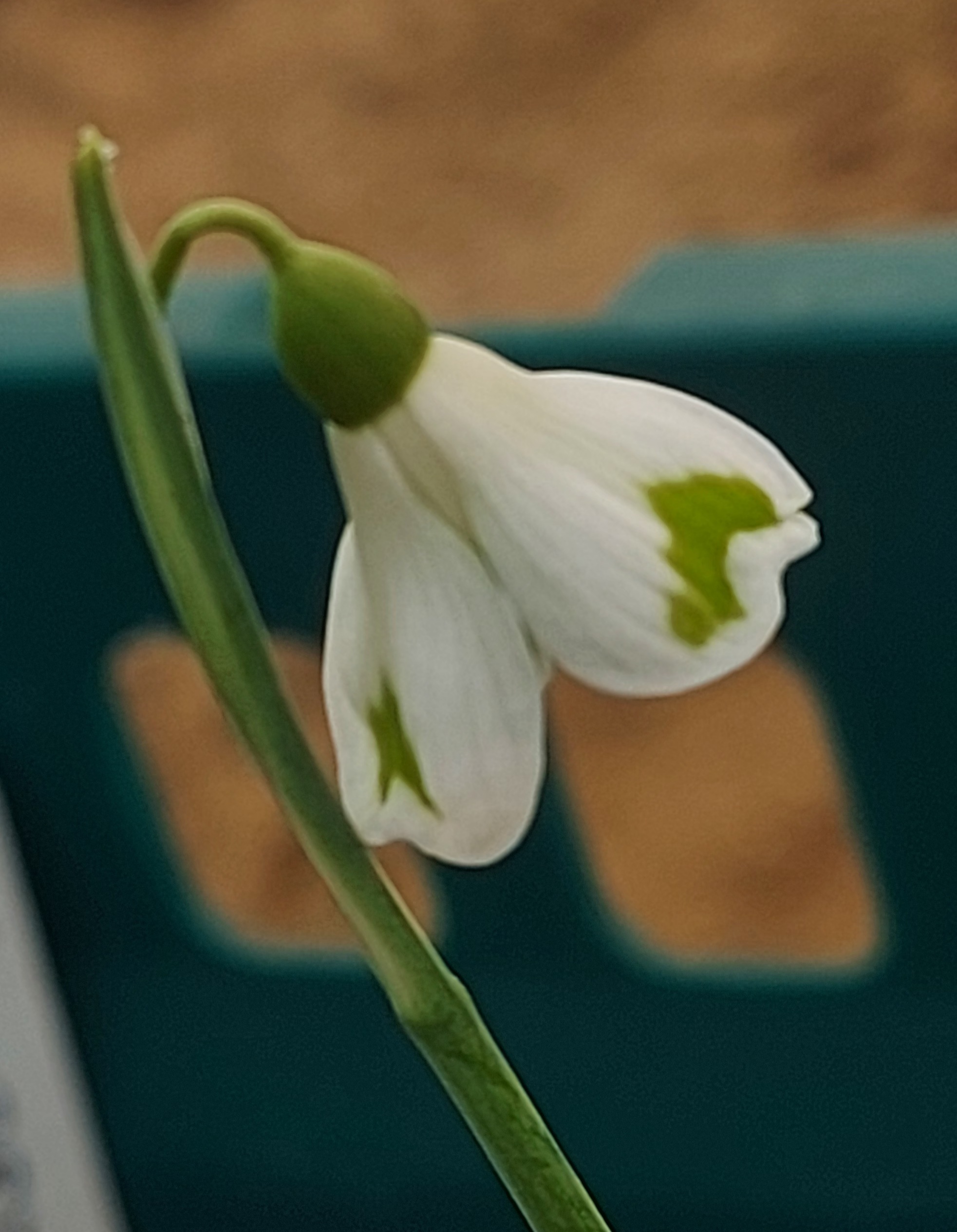Galanthus Rainbow Incense