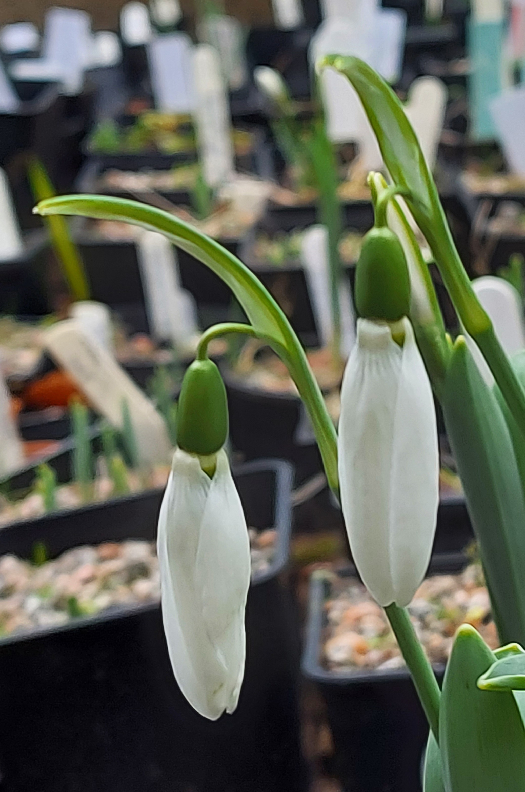 Galanthus Foghorn Leghorn