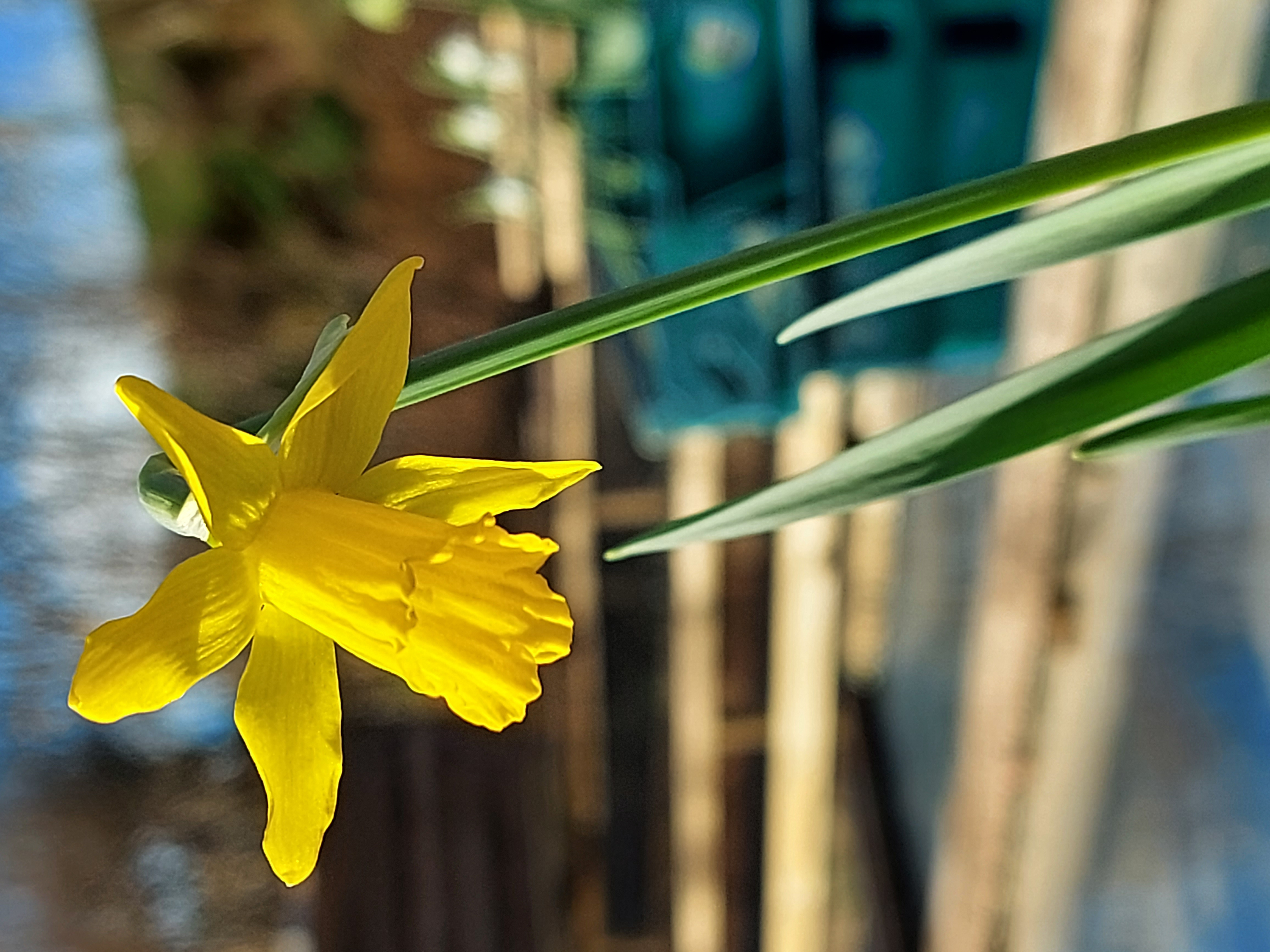 Narcissus Small Talk