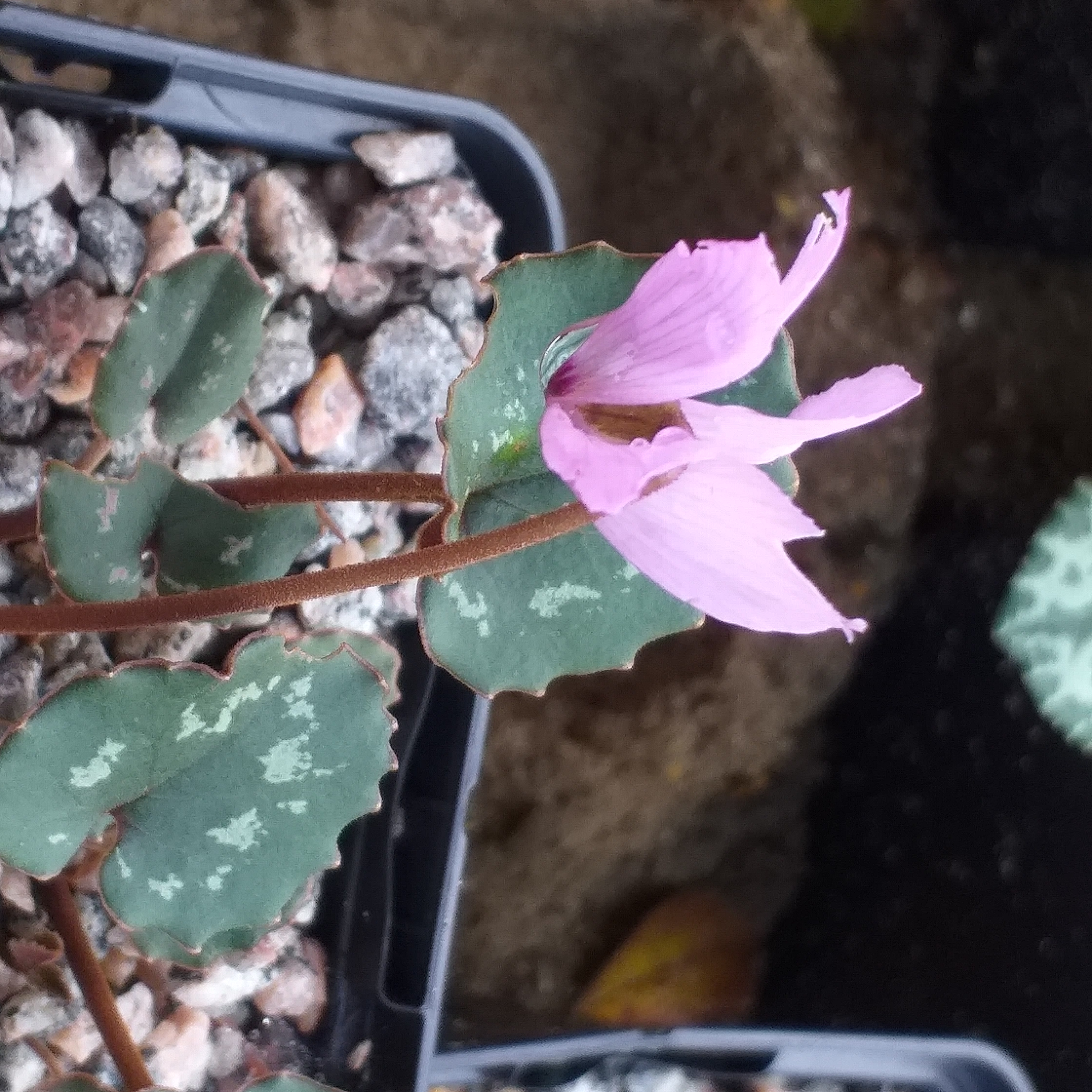 Cyclamen mirabile