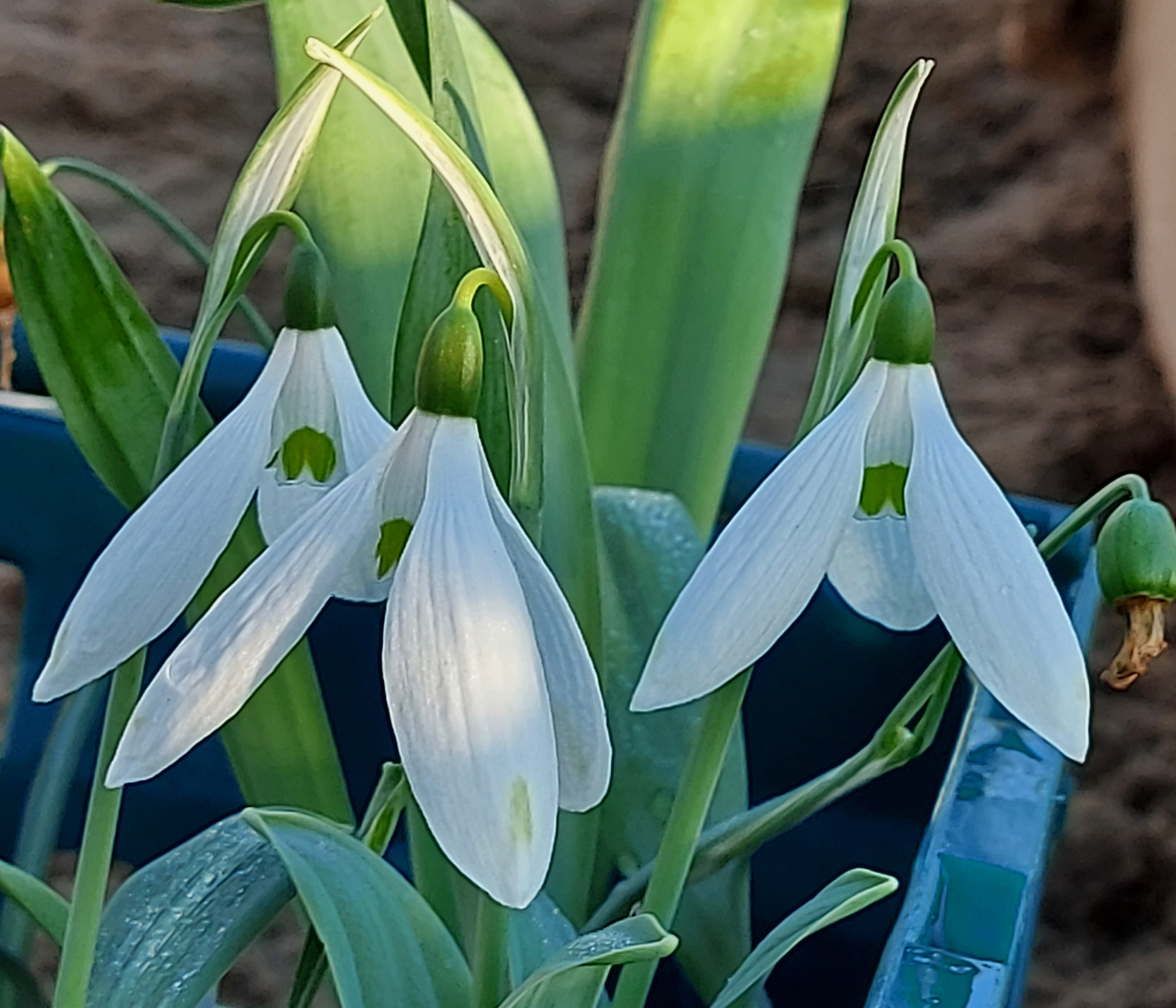 Galanthus Chantry Empress