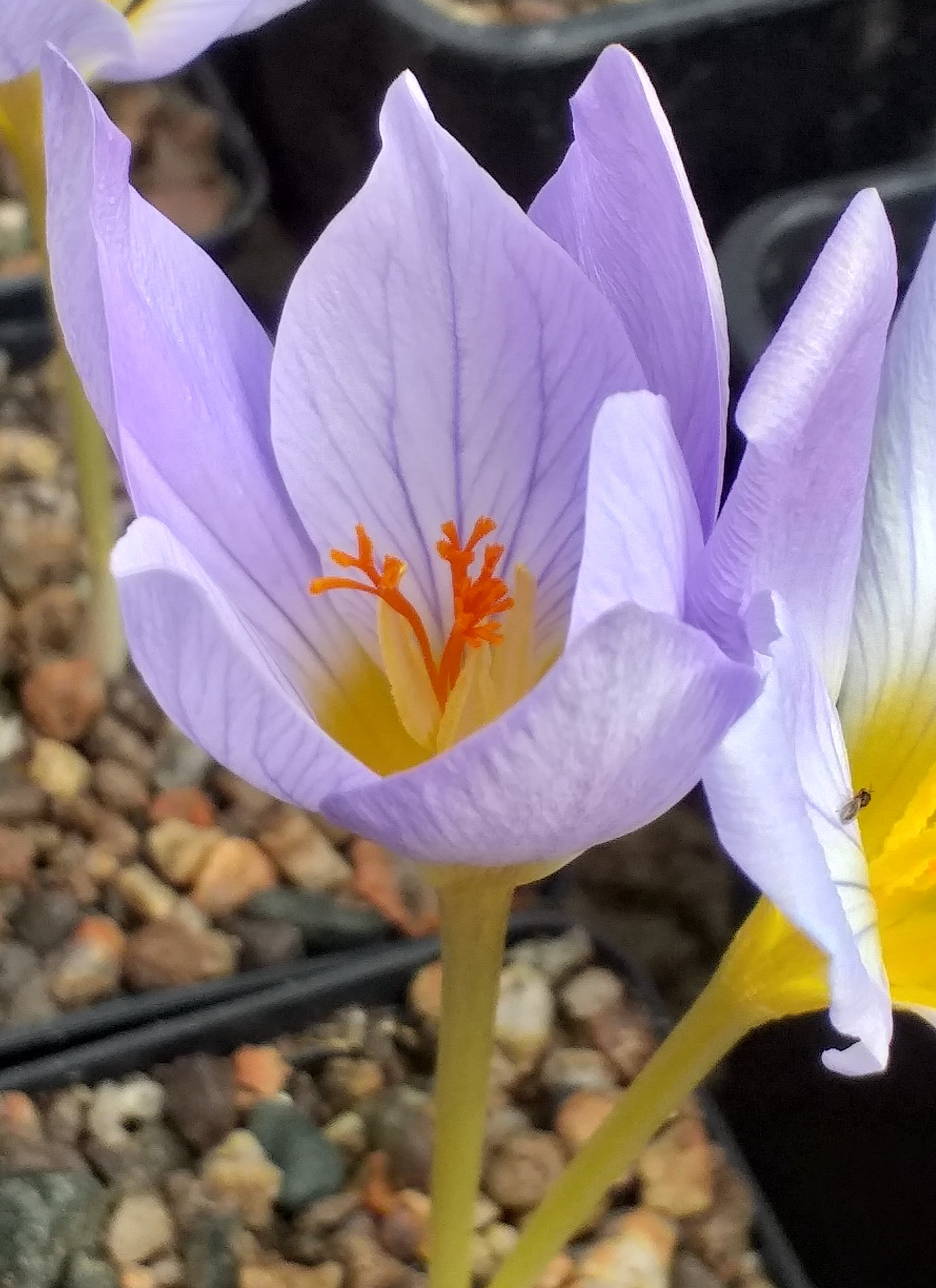 Crocus zubovii