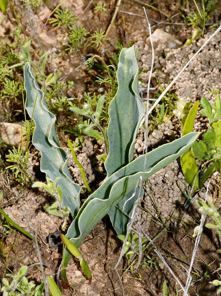 Eriospermum lanceifolium