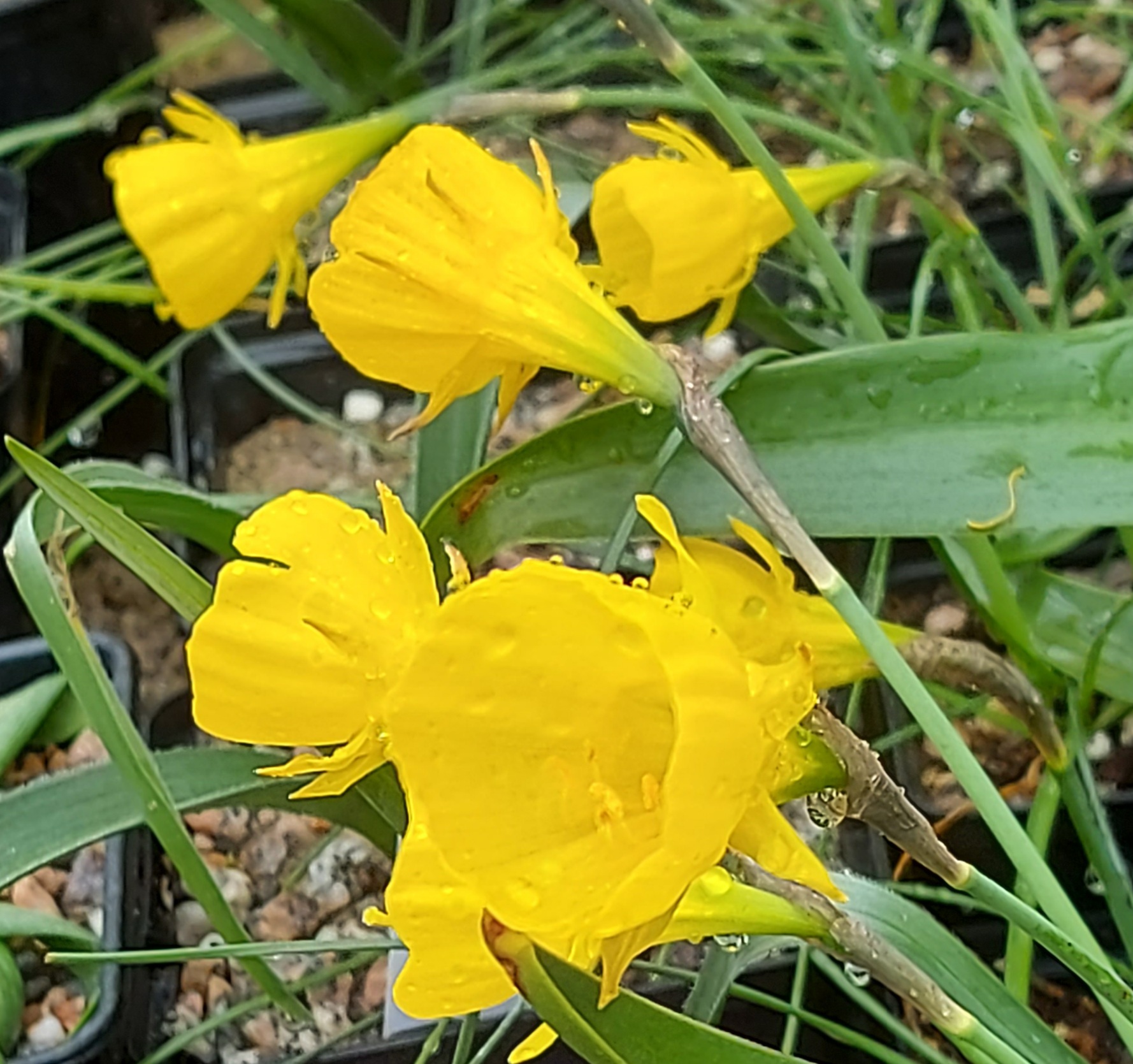 Narcissus bulbocodium Atlas Form