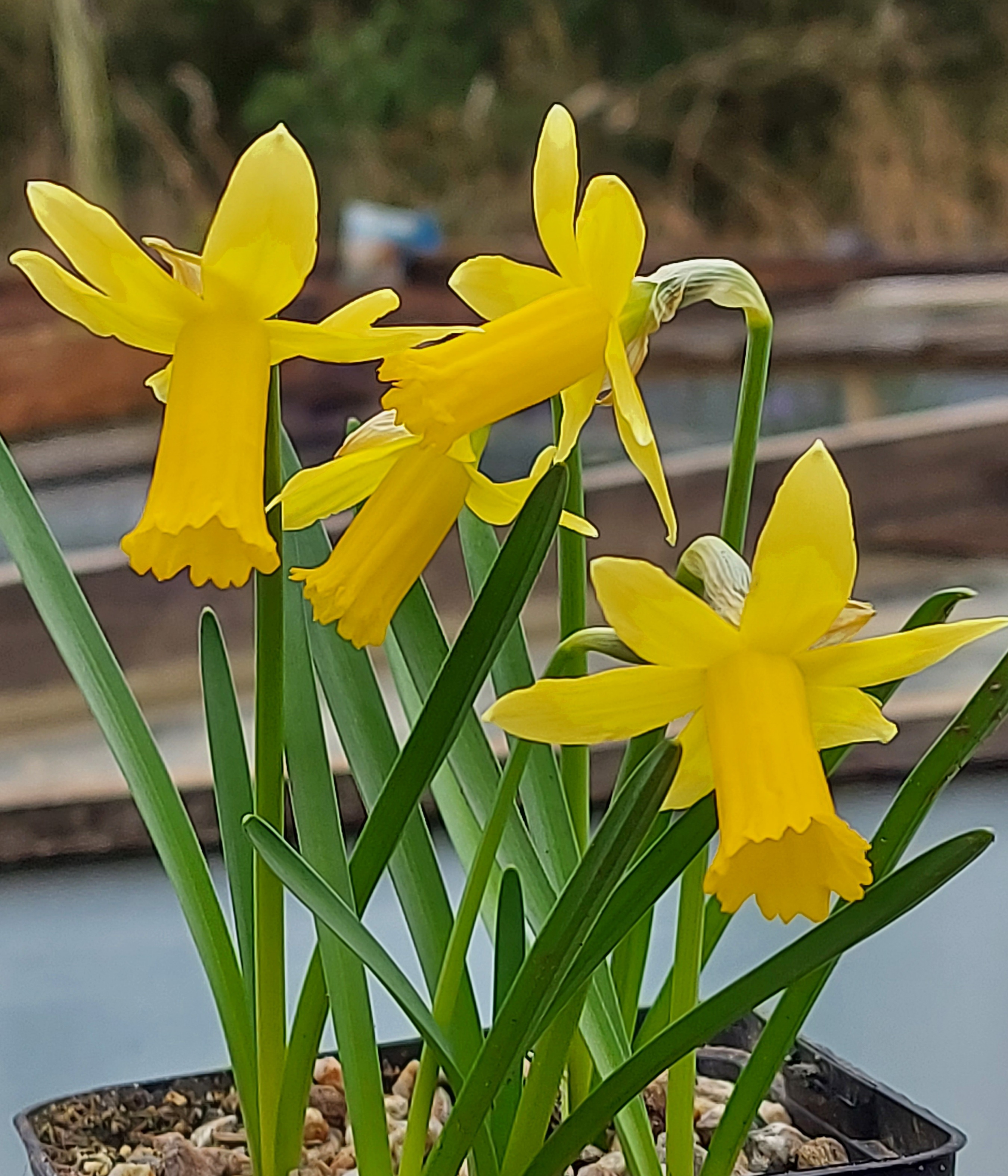 Narcissus Bowles Early Sulphur