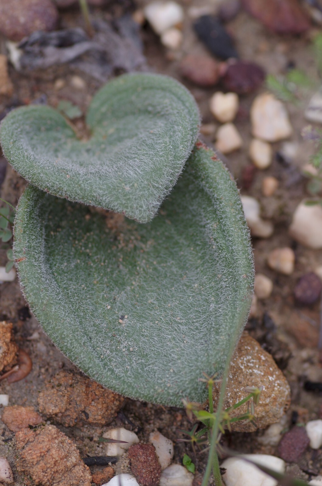 Eriospermum pubescens
