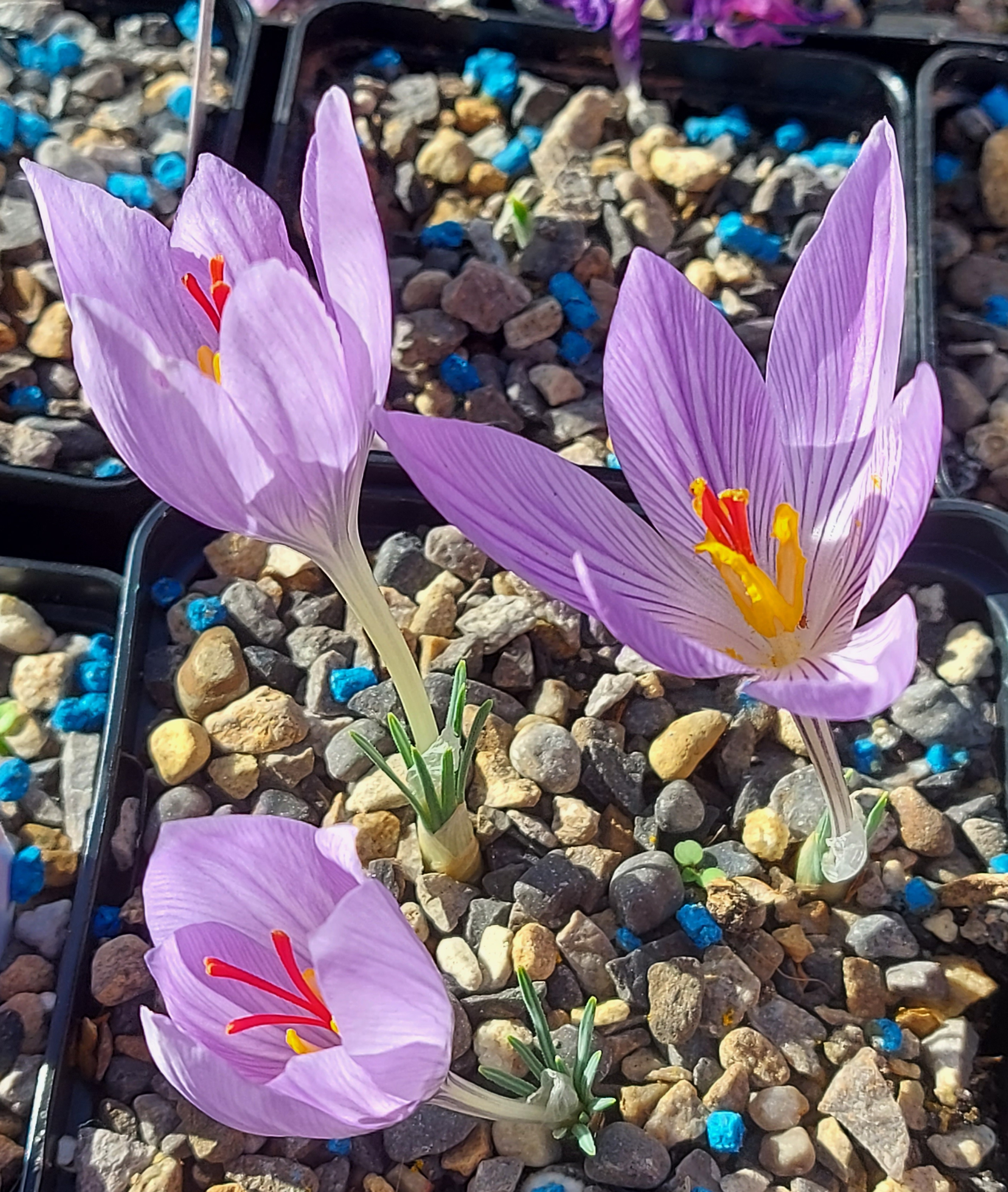 Crocus macedonicus