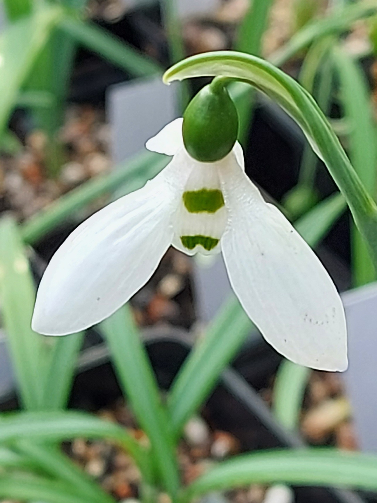 Galanthus Hunton Giant