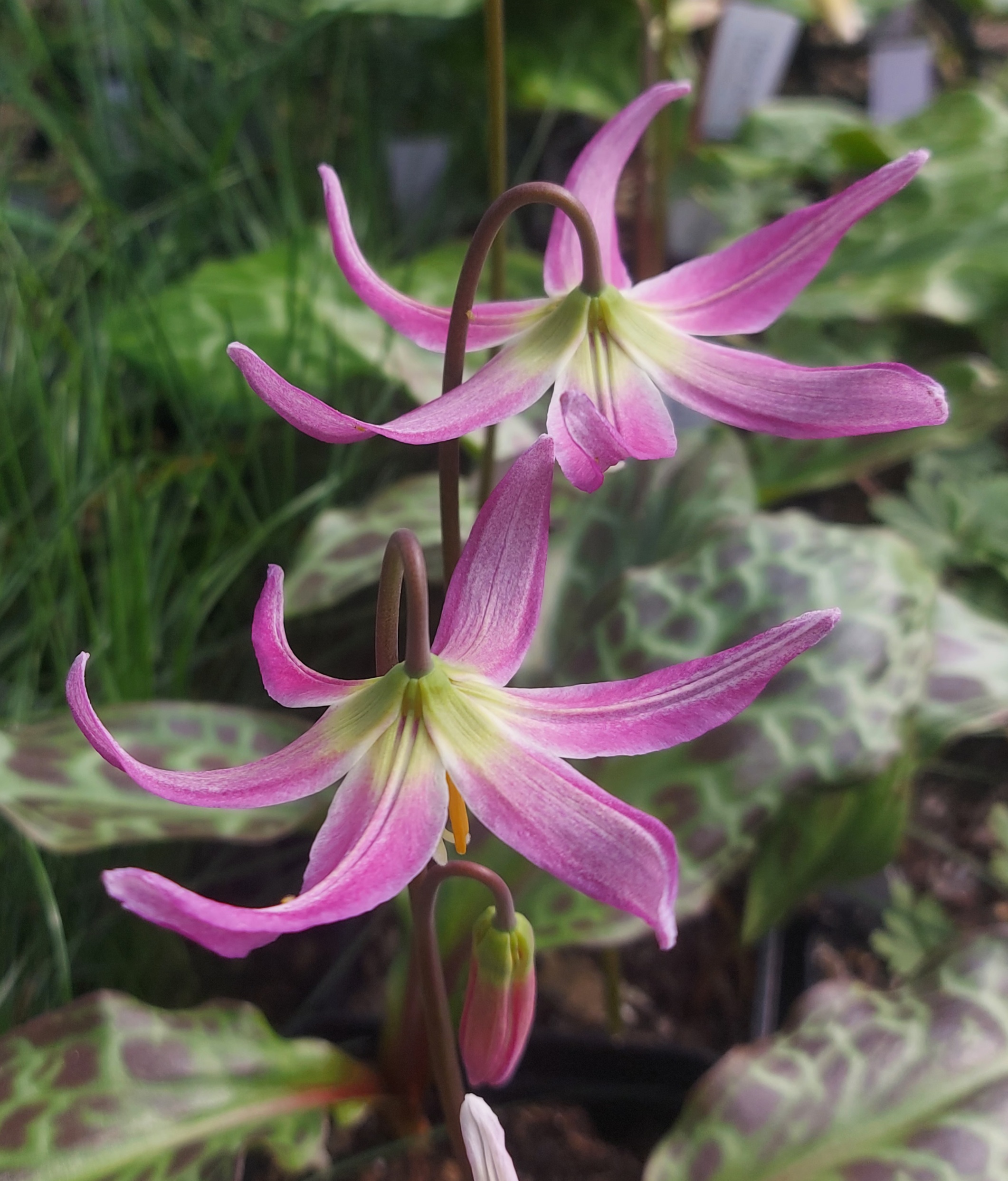 Erythronium Otto