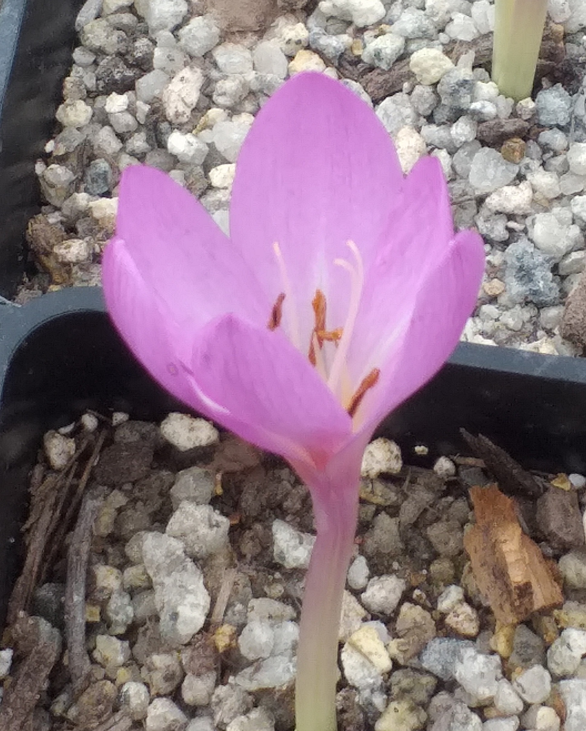 Colchicum Nancy Lindsay