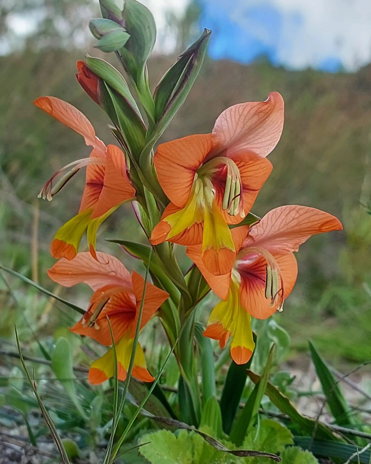 Gladiolus equitans