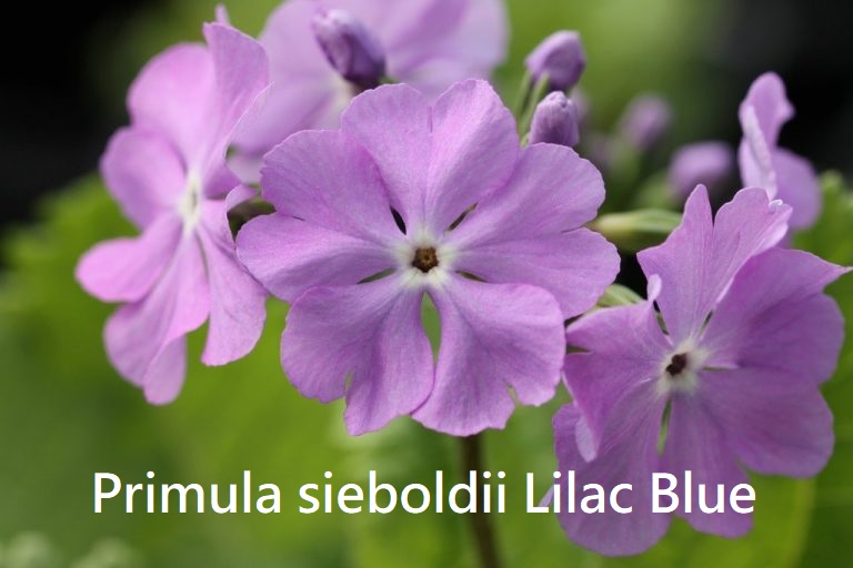 Primula sieboldii Lilac Blue