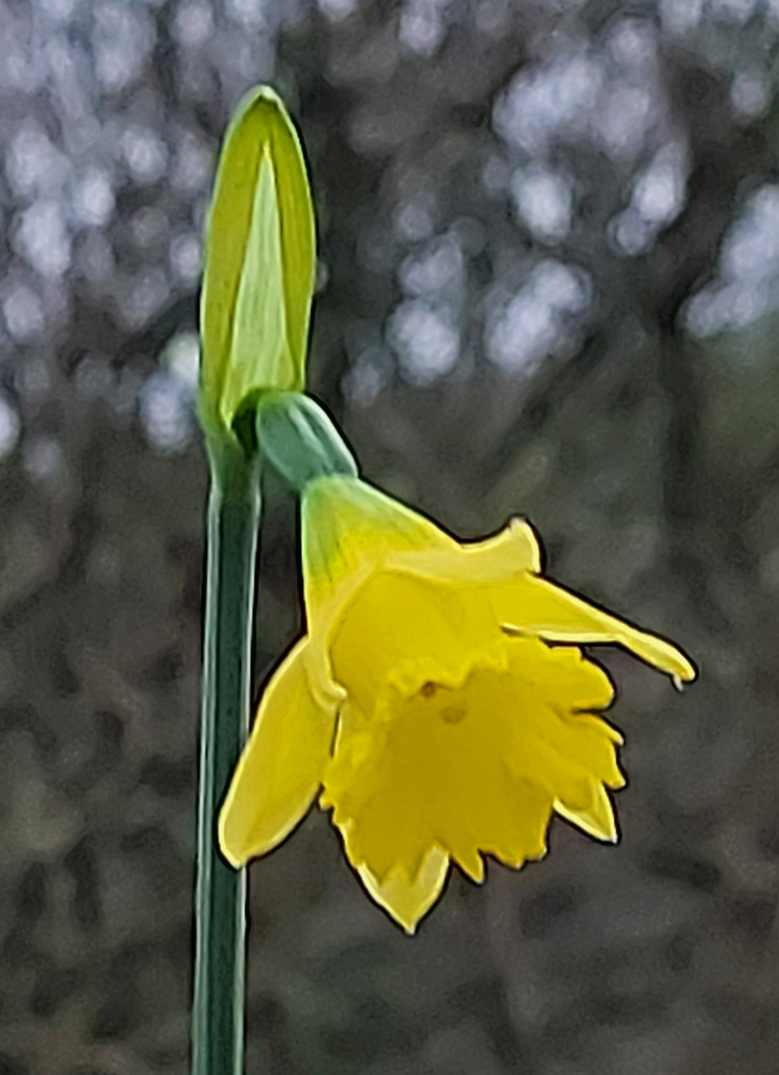 Narcissus Cedric Morris