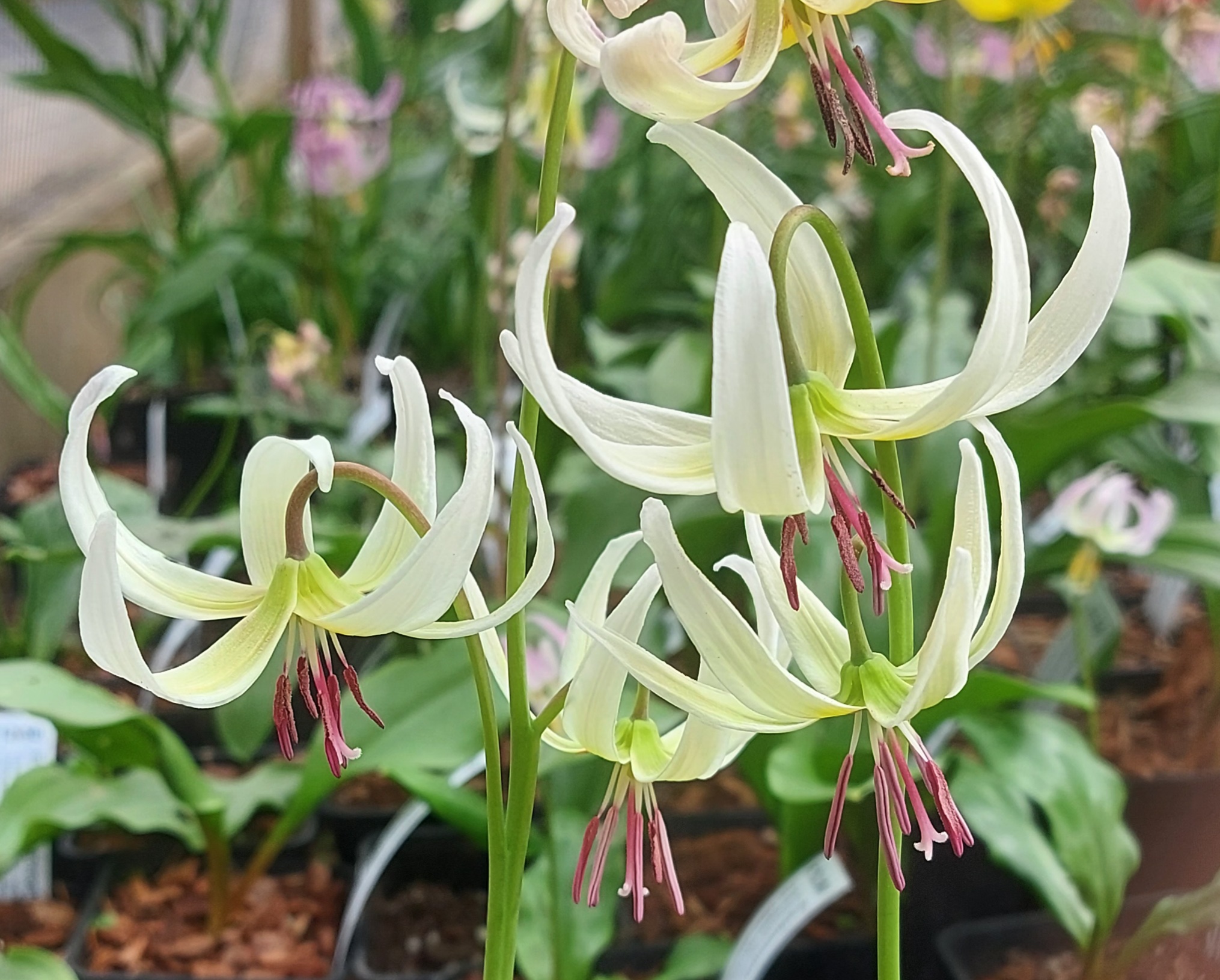 Erythronium Harvington Imogen