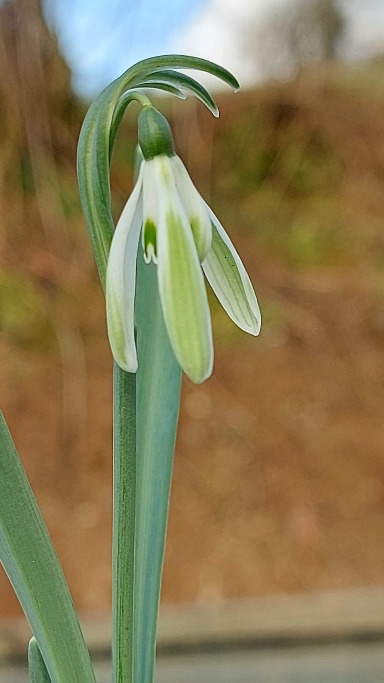 Galanthus Sharloshark