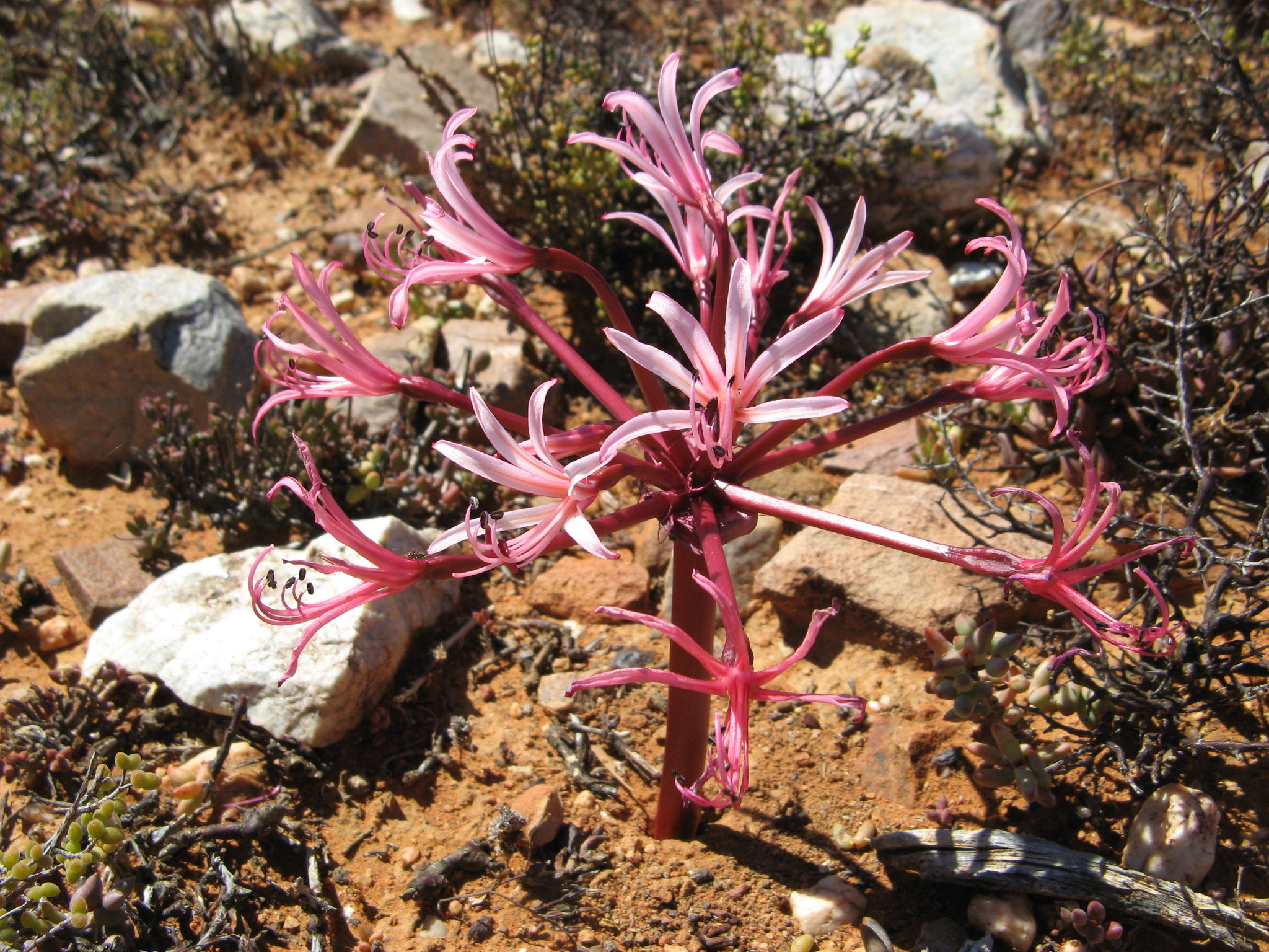 Brunsvigia comptonii