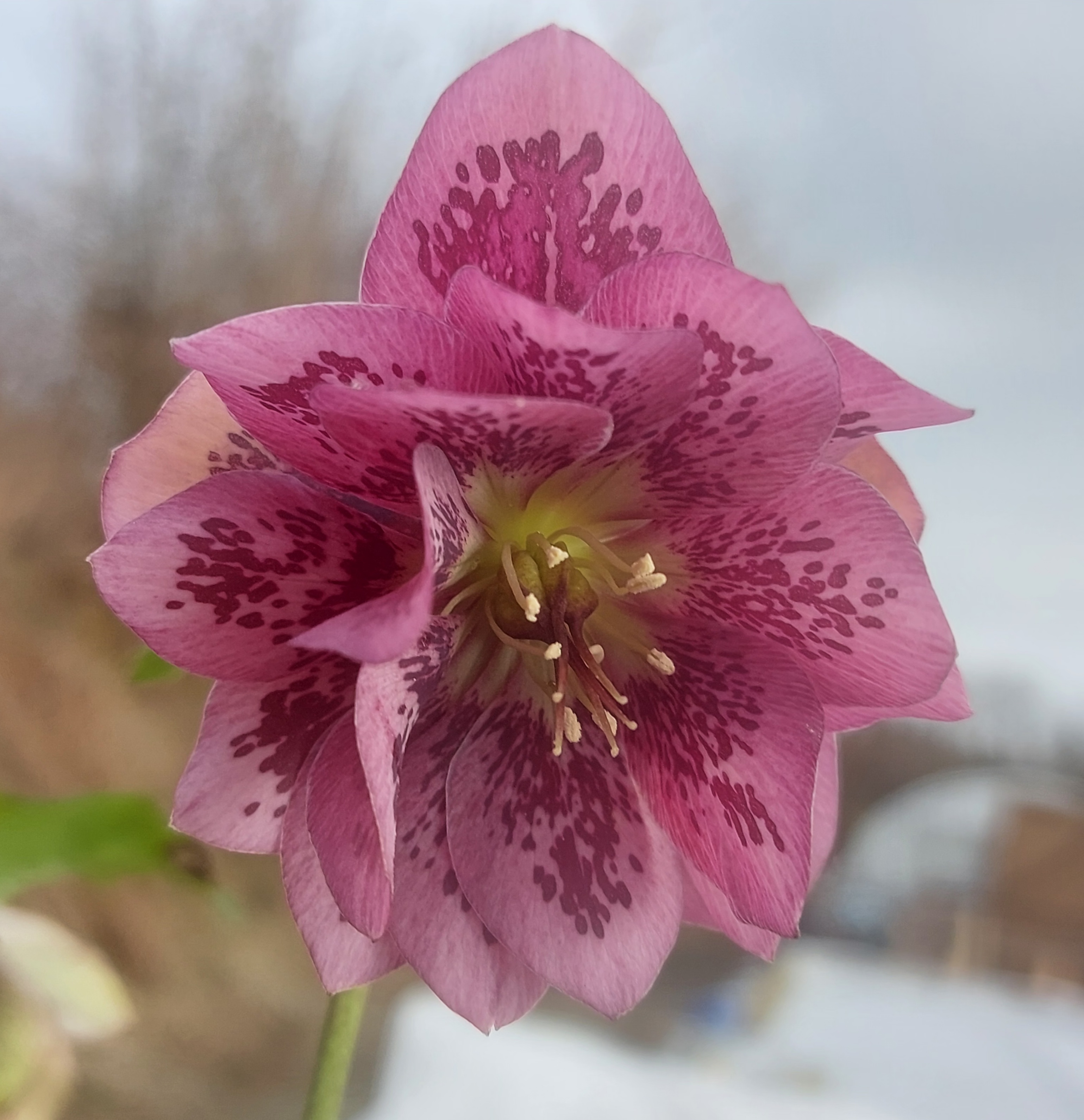 Helleborus x hybridus Double Pink Spotted