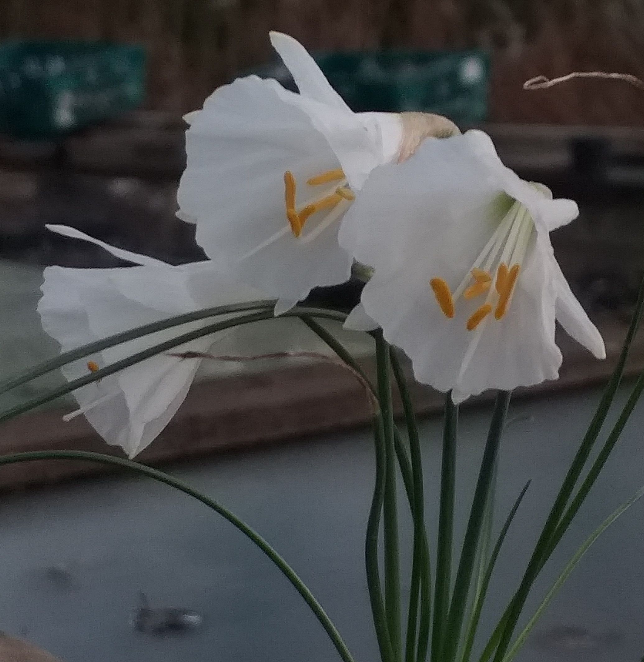 Narcissus cantabricus