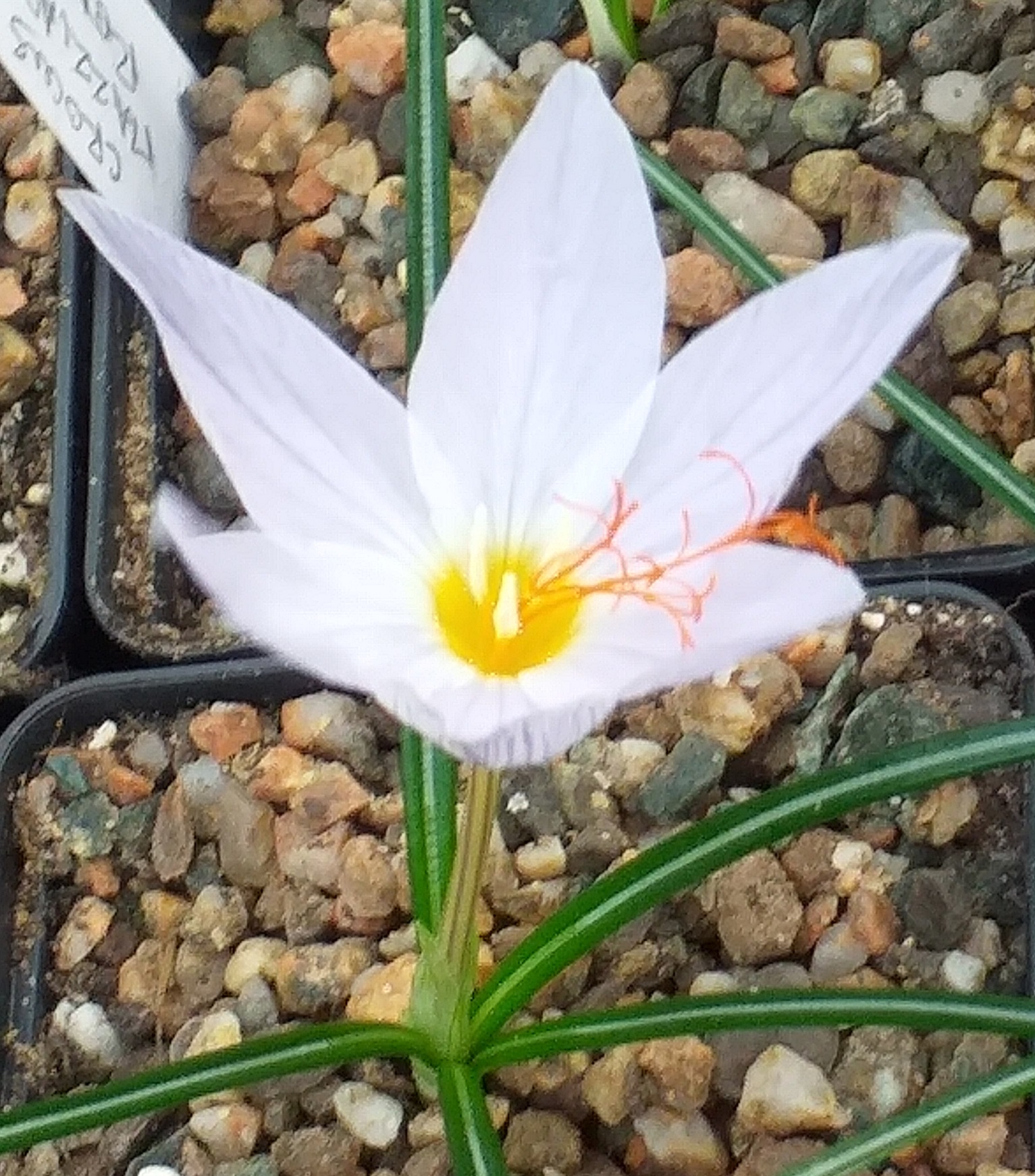 Crocus tournefortii Kath Dryden Form