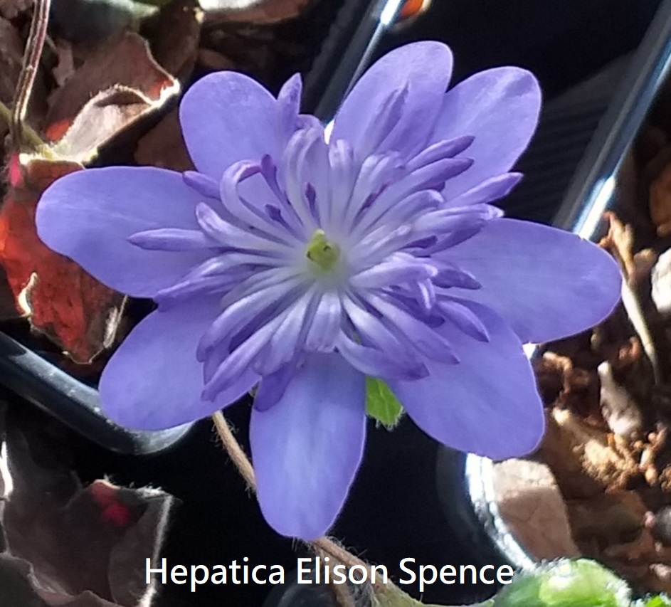 Hepatica transsilvanica Elison Spence