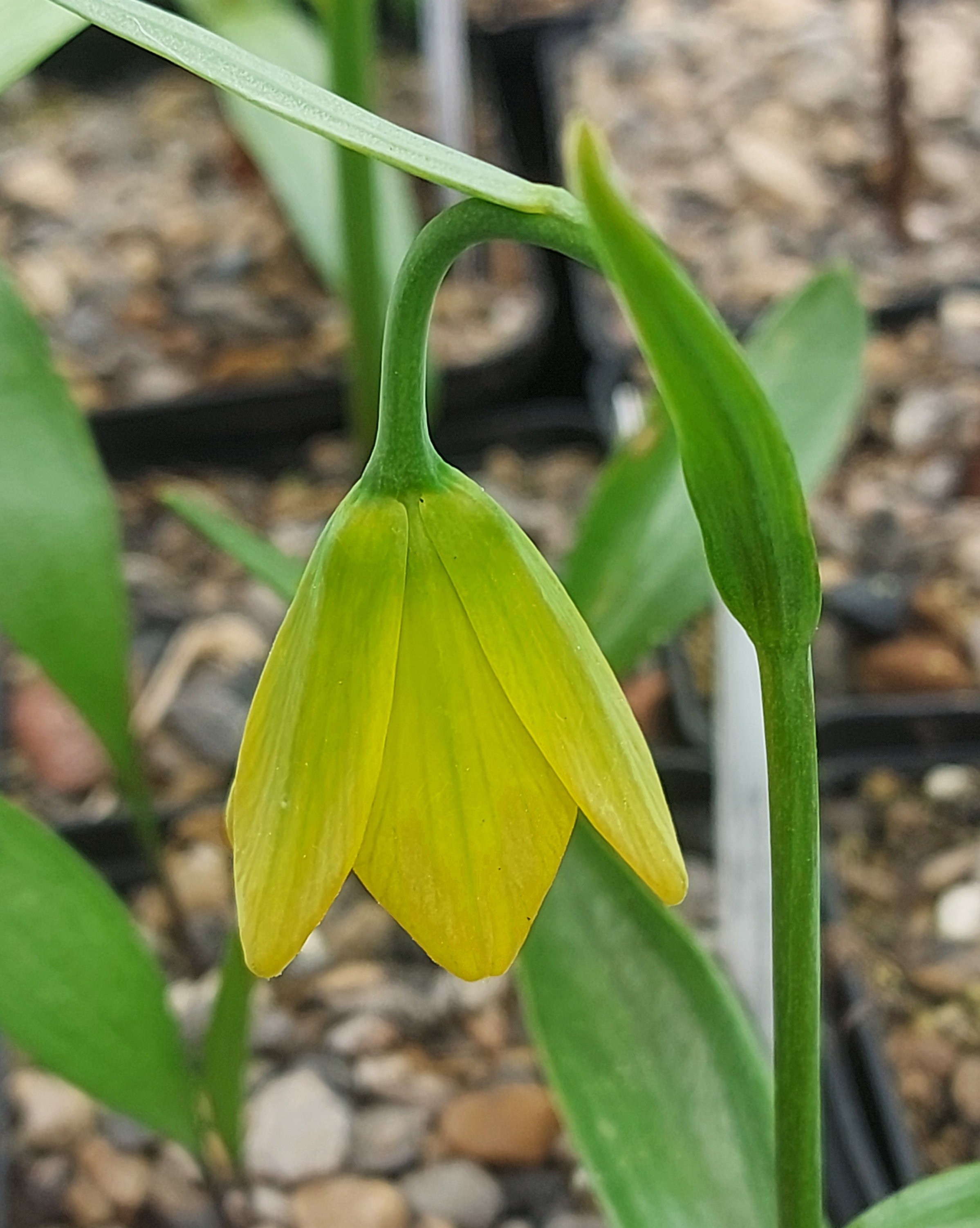 Fritillaria conica