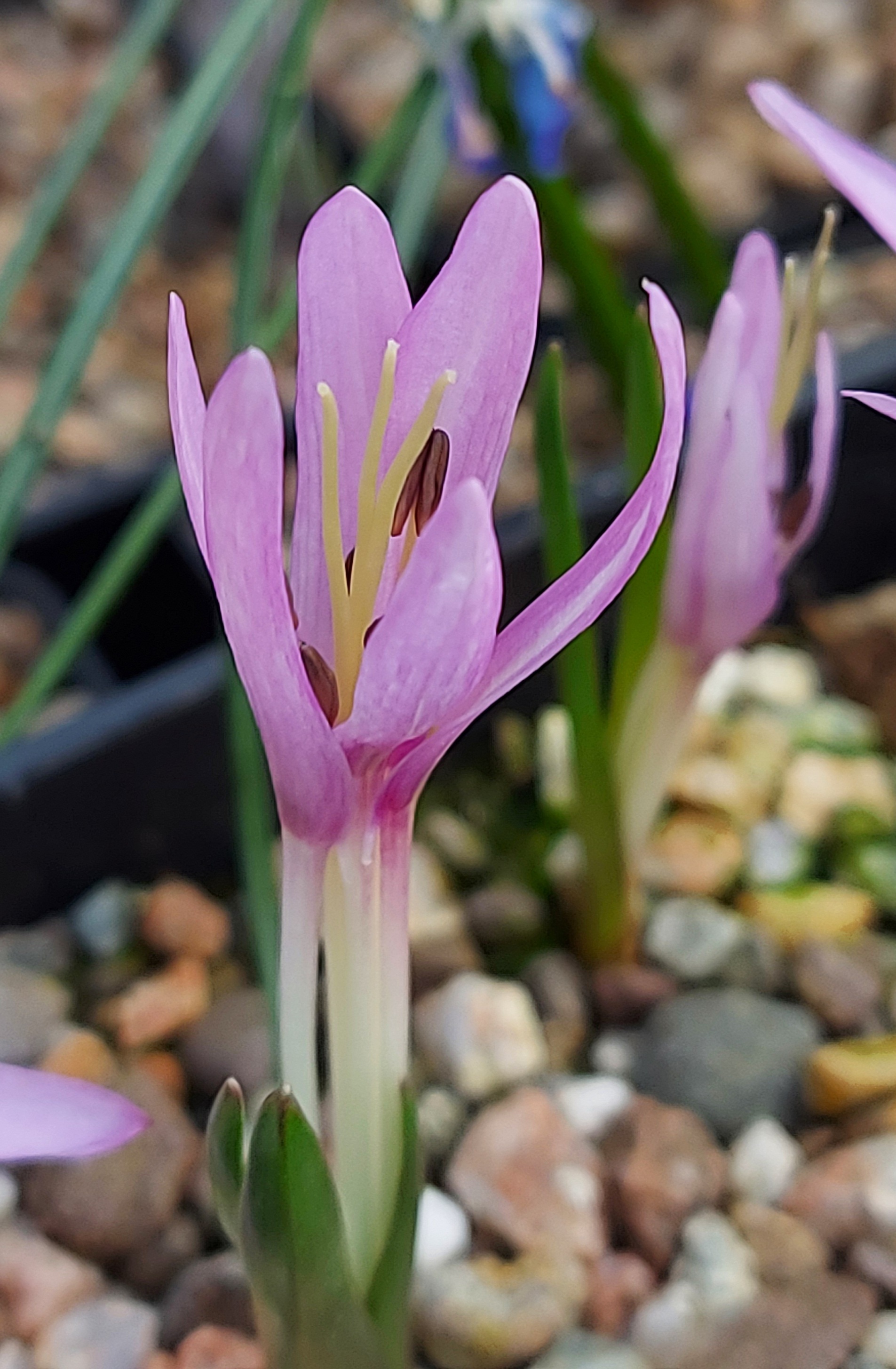 Colchicum soboliferum