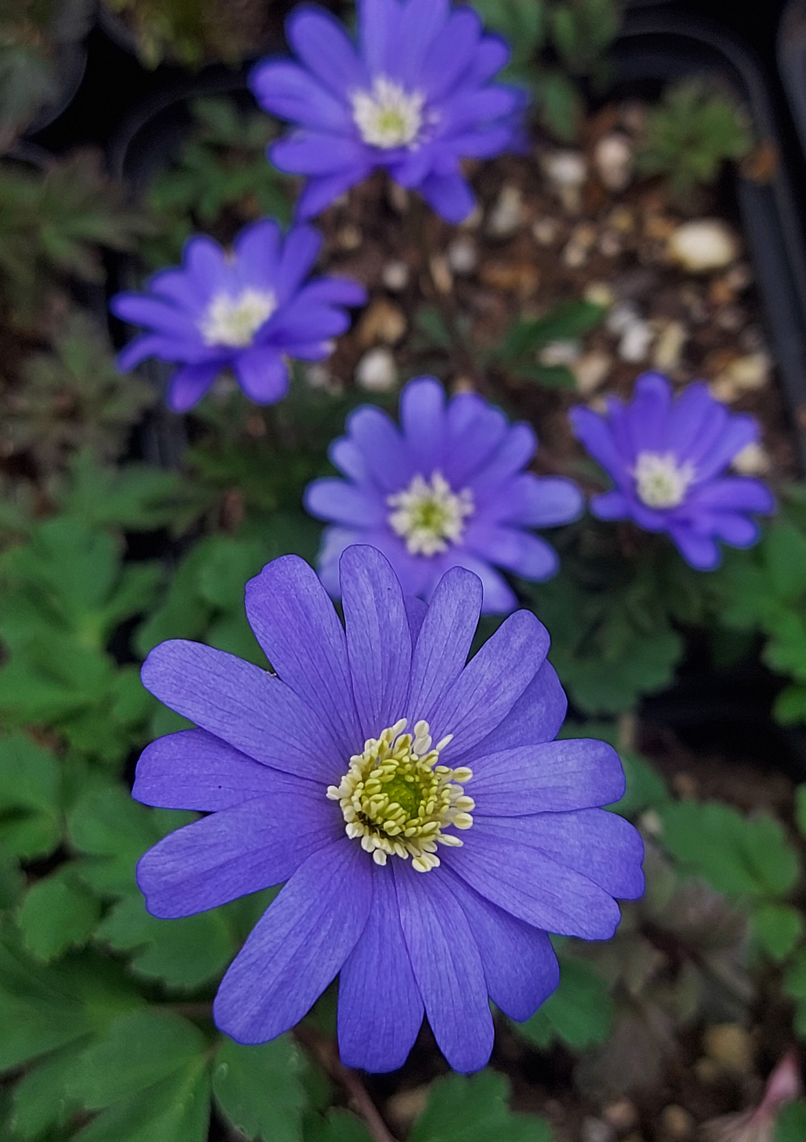 Anemone apennina Petrovac