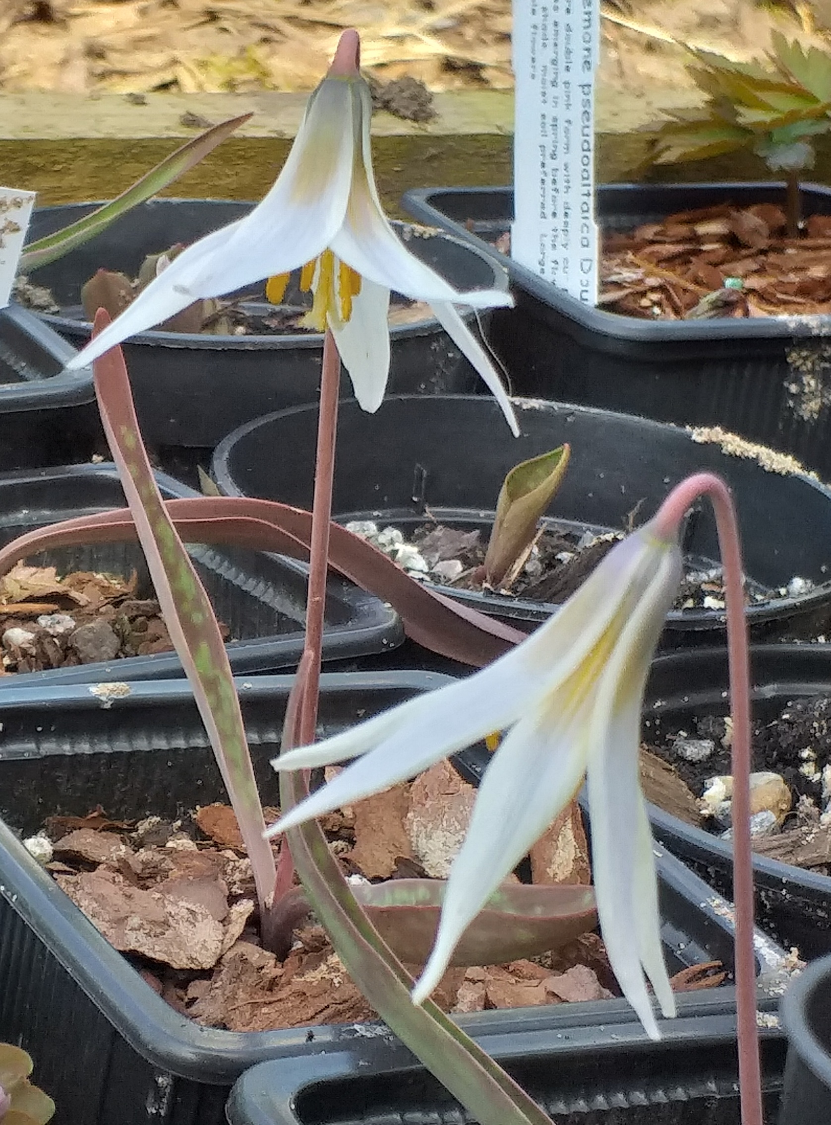 Erythronium albidum