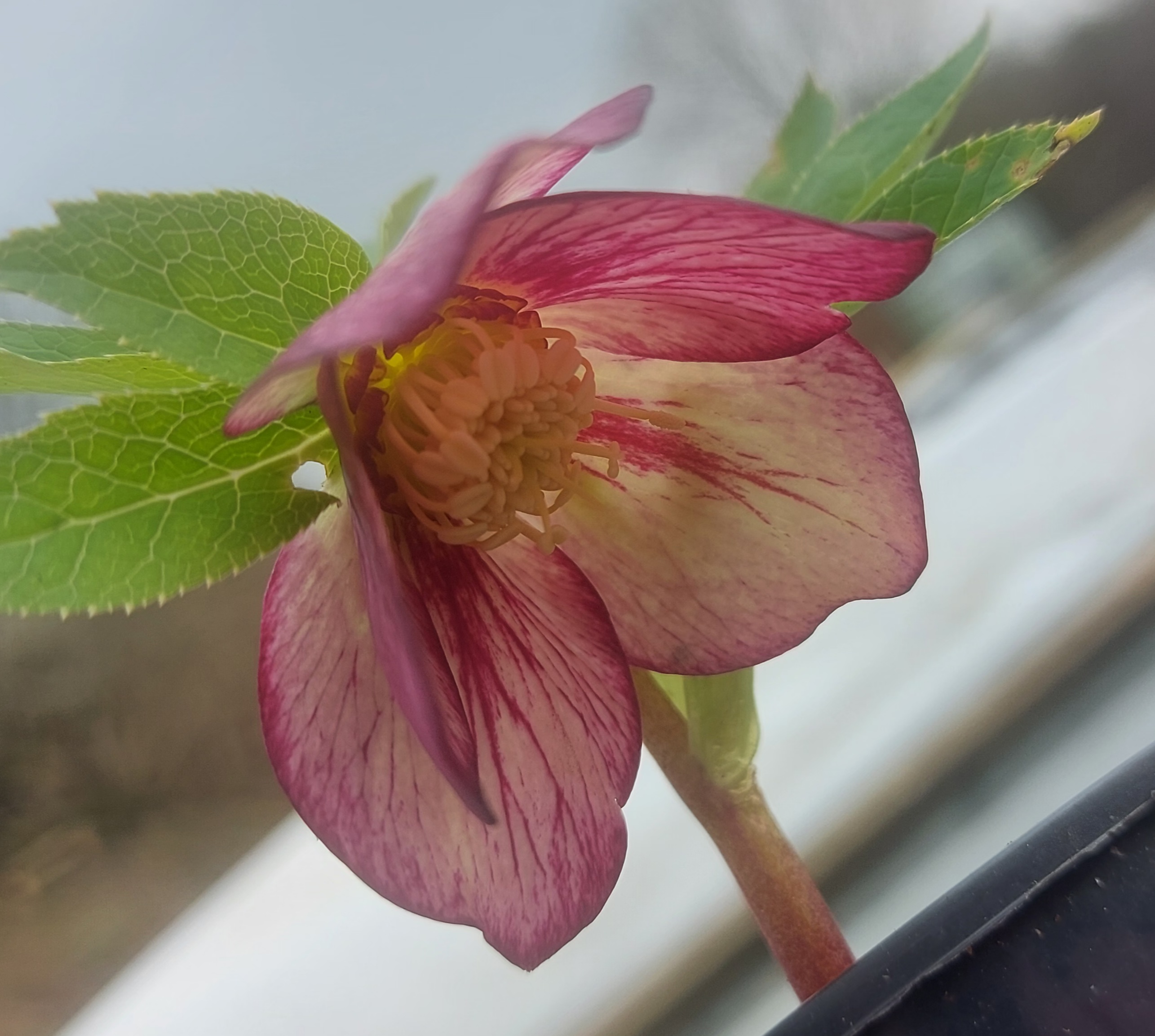 Helleborus x hybridus Single Primrose veined picotee