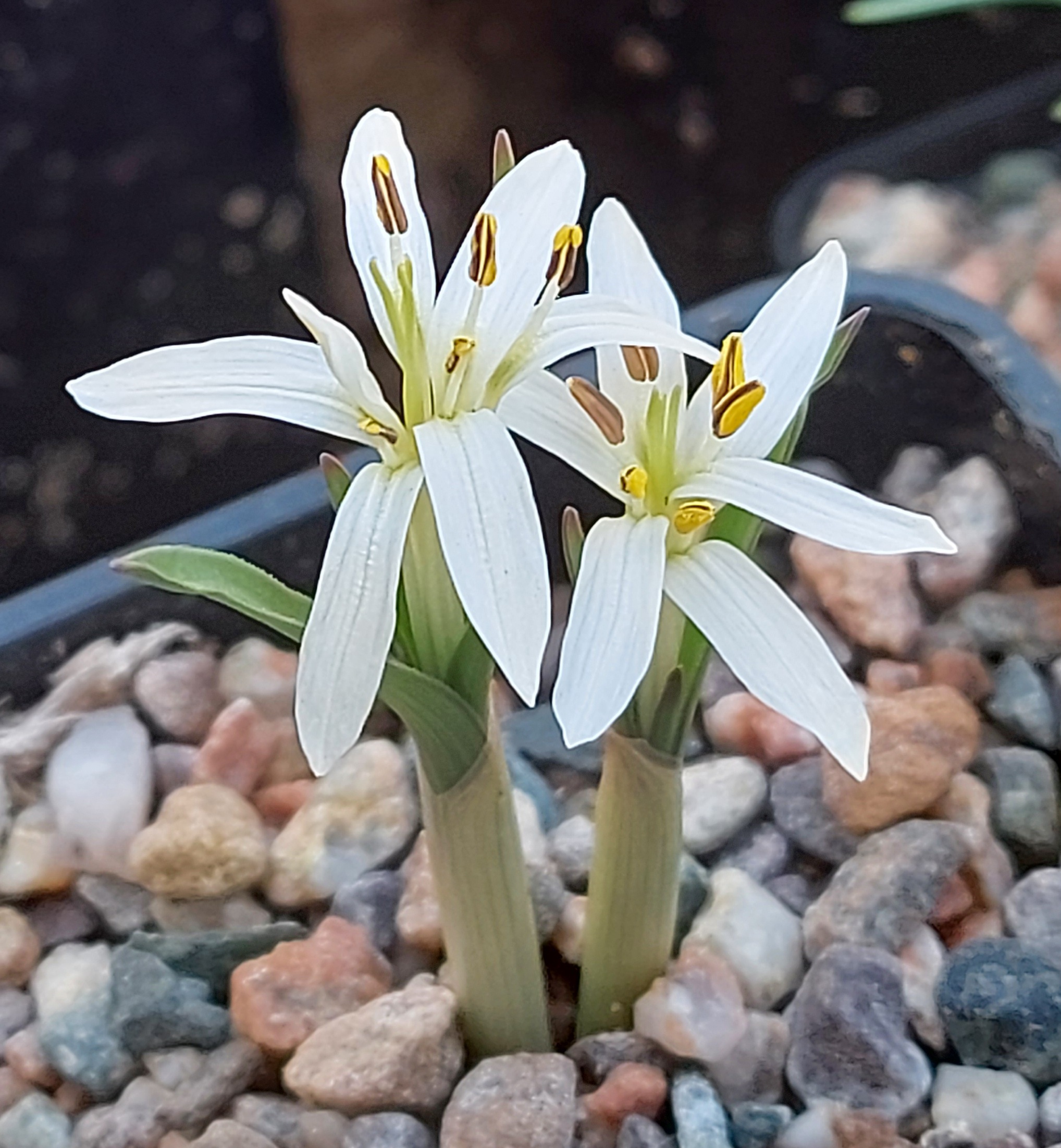 Colchicum jolanthe