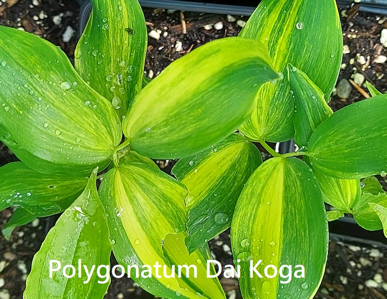 Polygonatum Dai Koga
