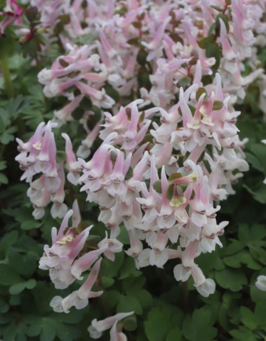 Corydalis Louise Elizabeth