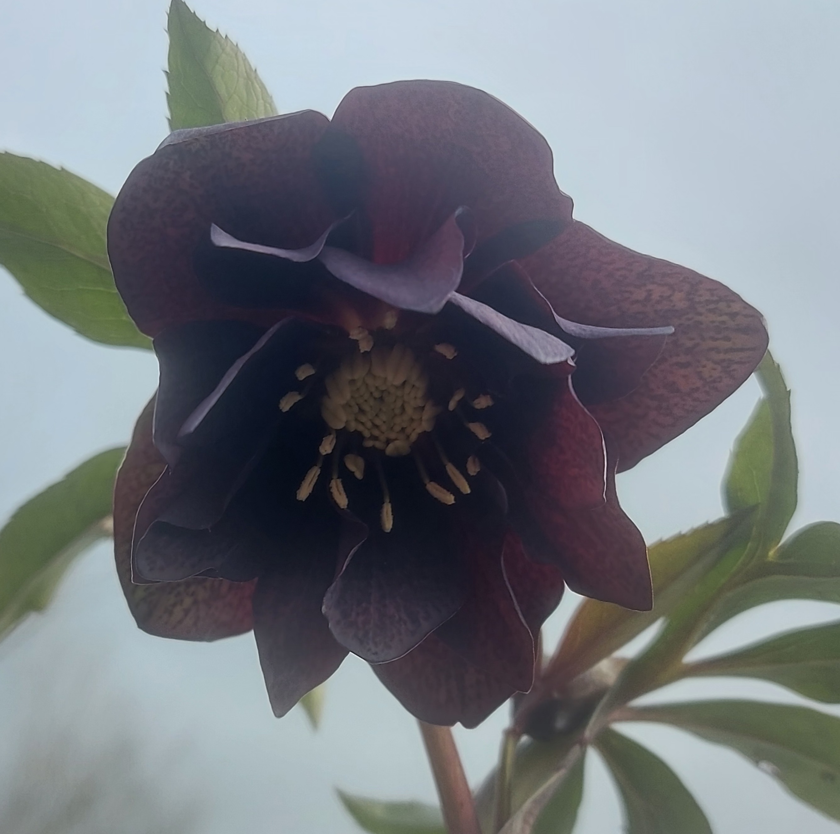 Helleborus x hybridus Double Black