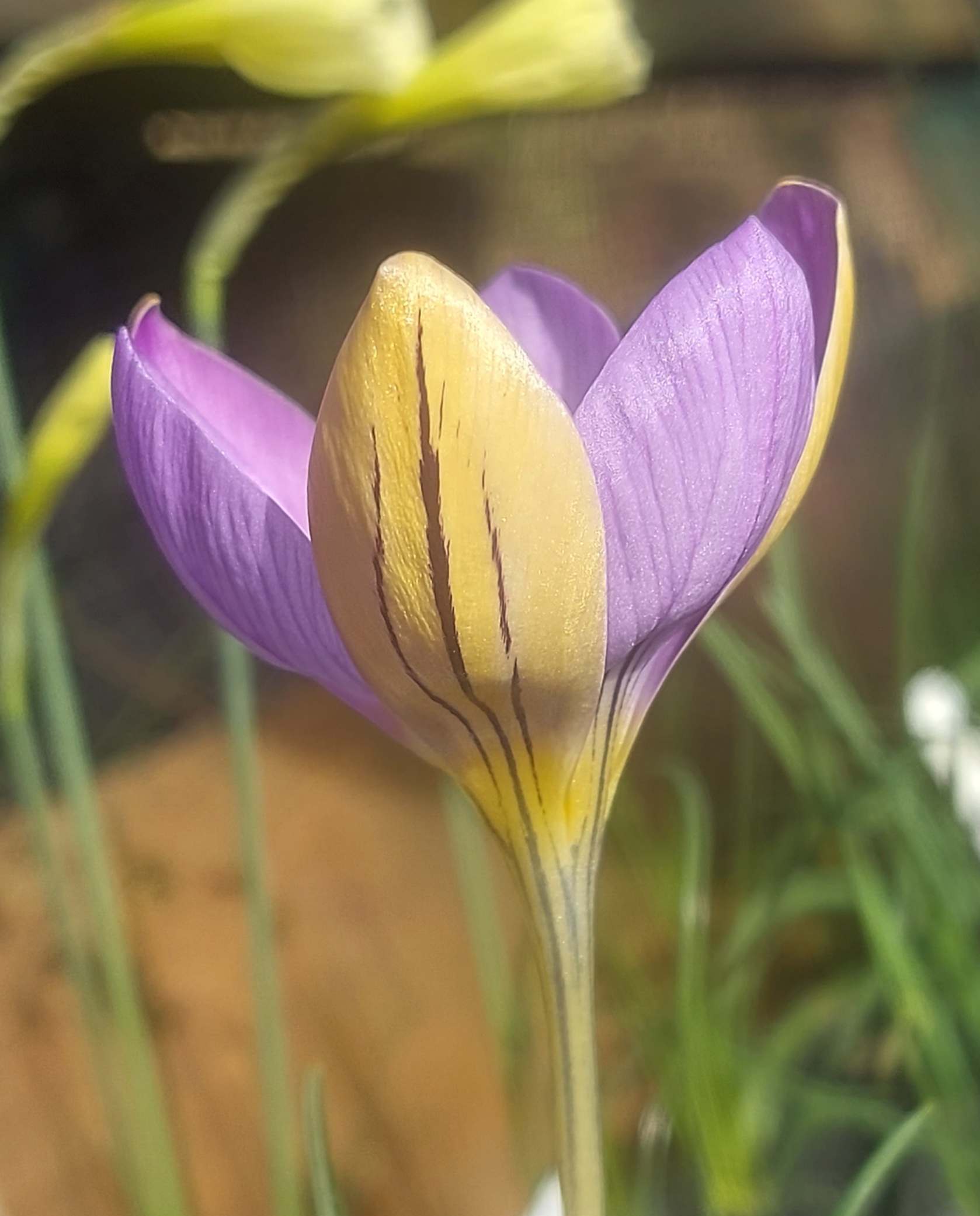 Crocus corsicus