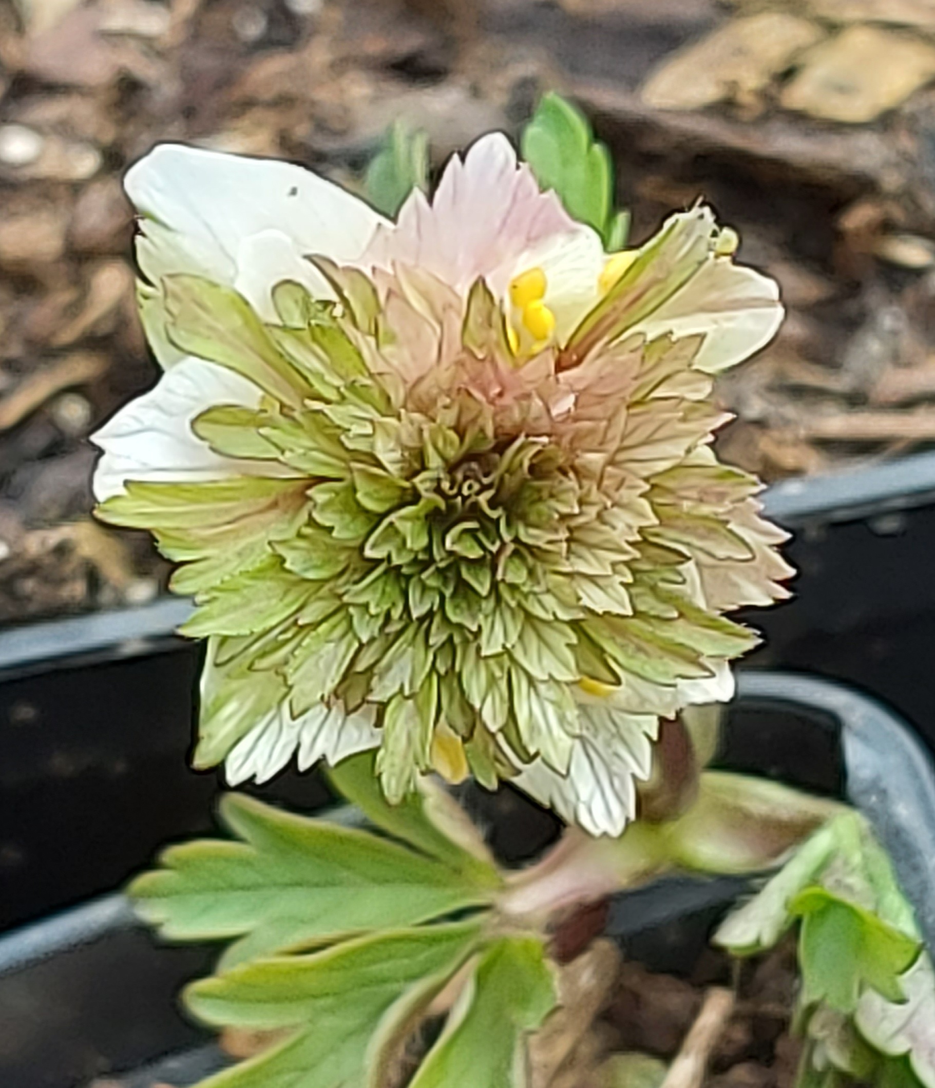 Anemone nemorosa Explosion