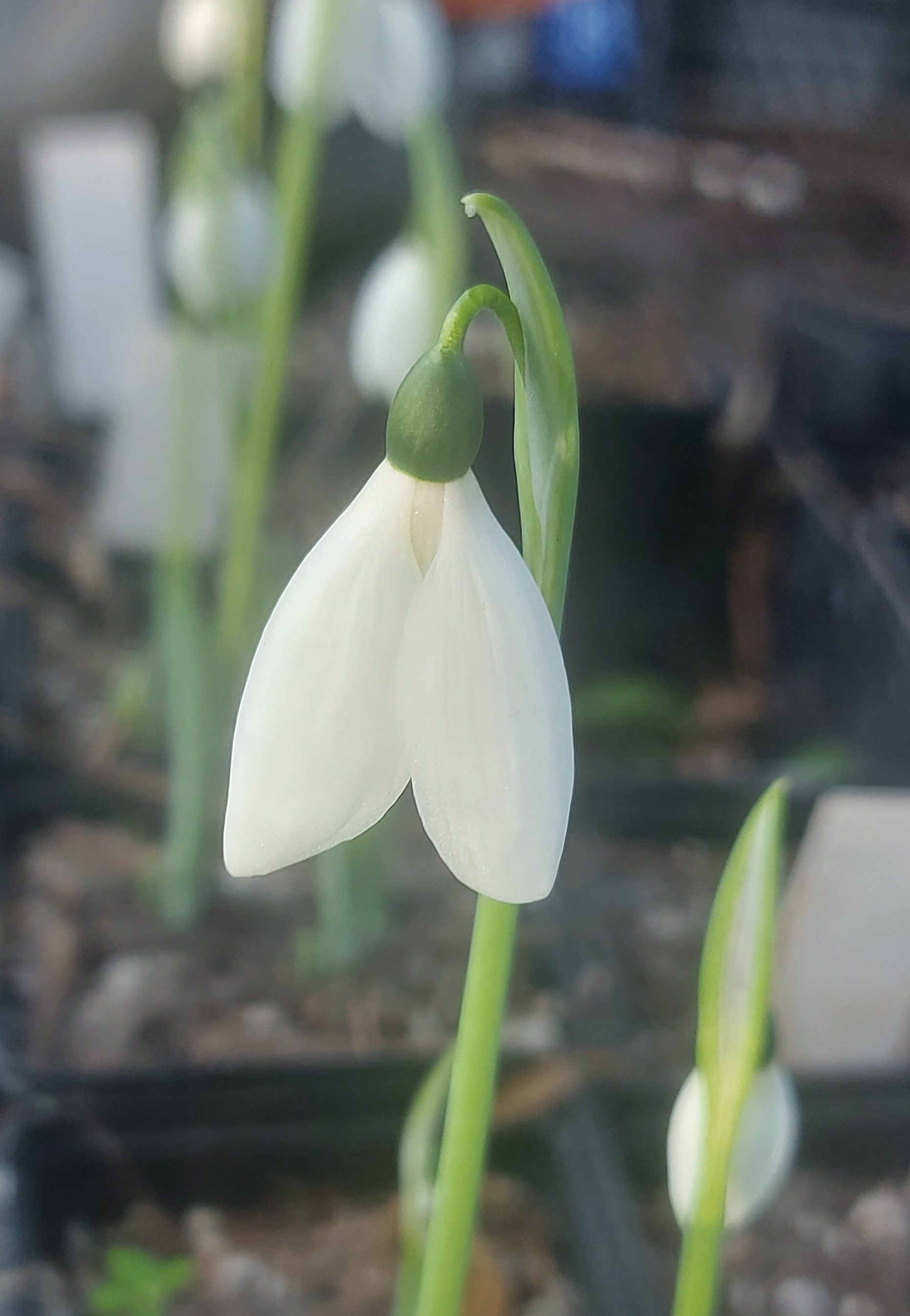 Galanthus Howard Wheeler