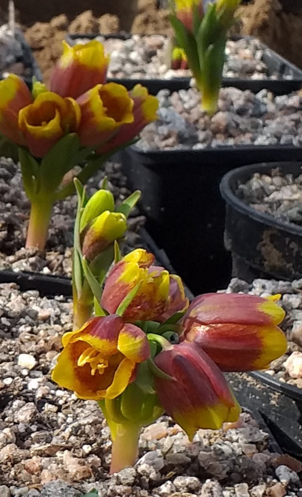 Fritillaria michaelowskyii Dwarf Form