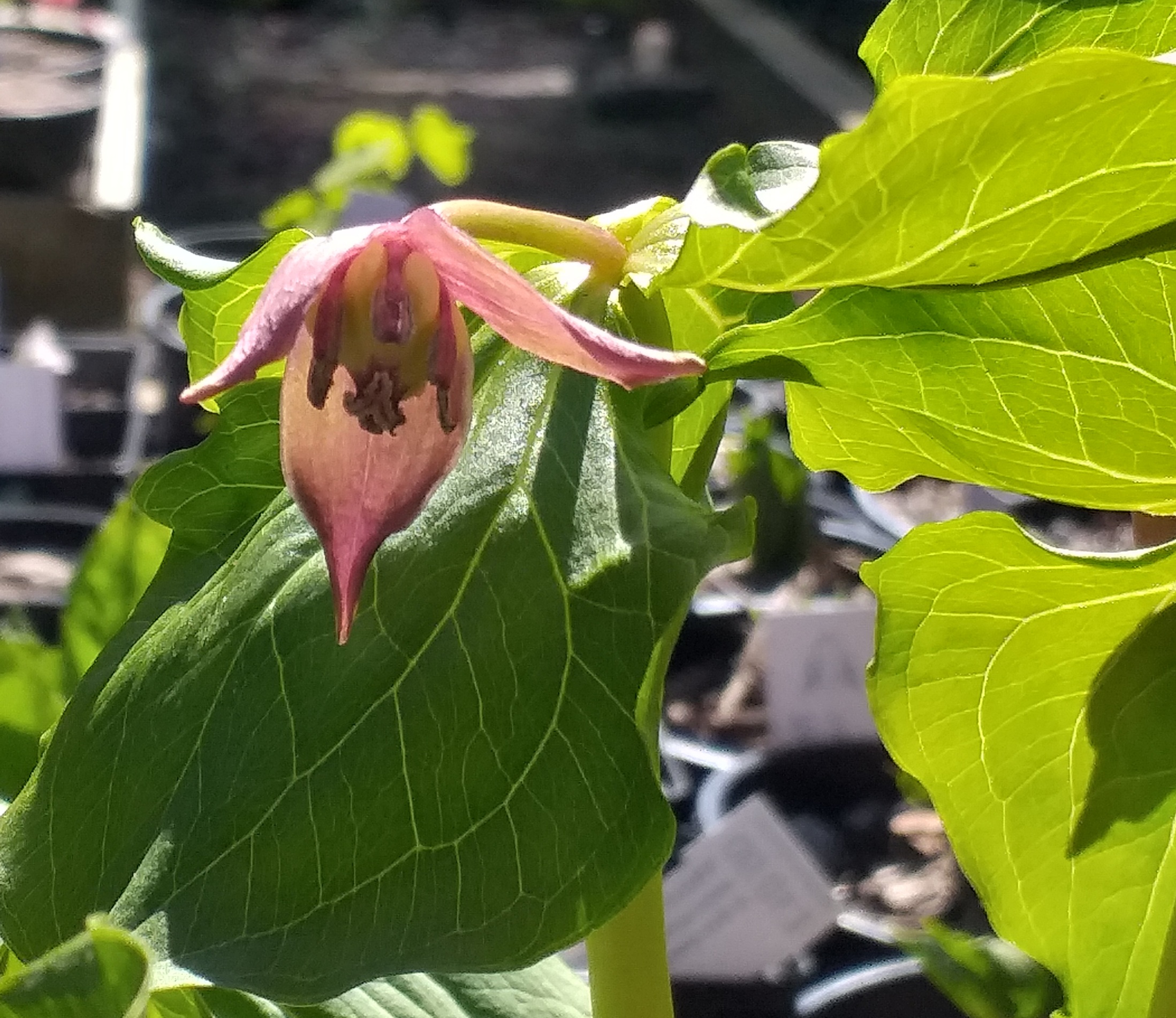 Trillium apetalon